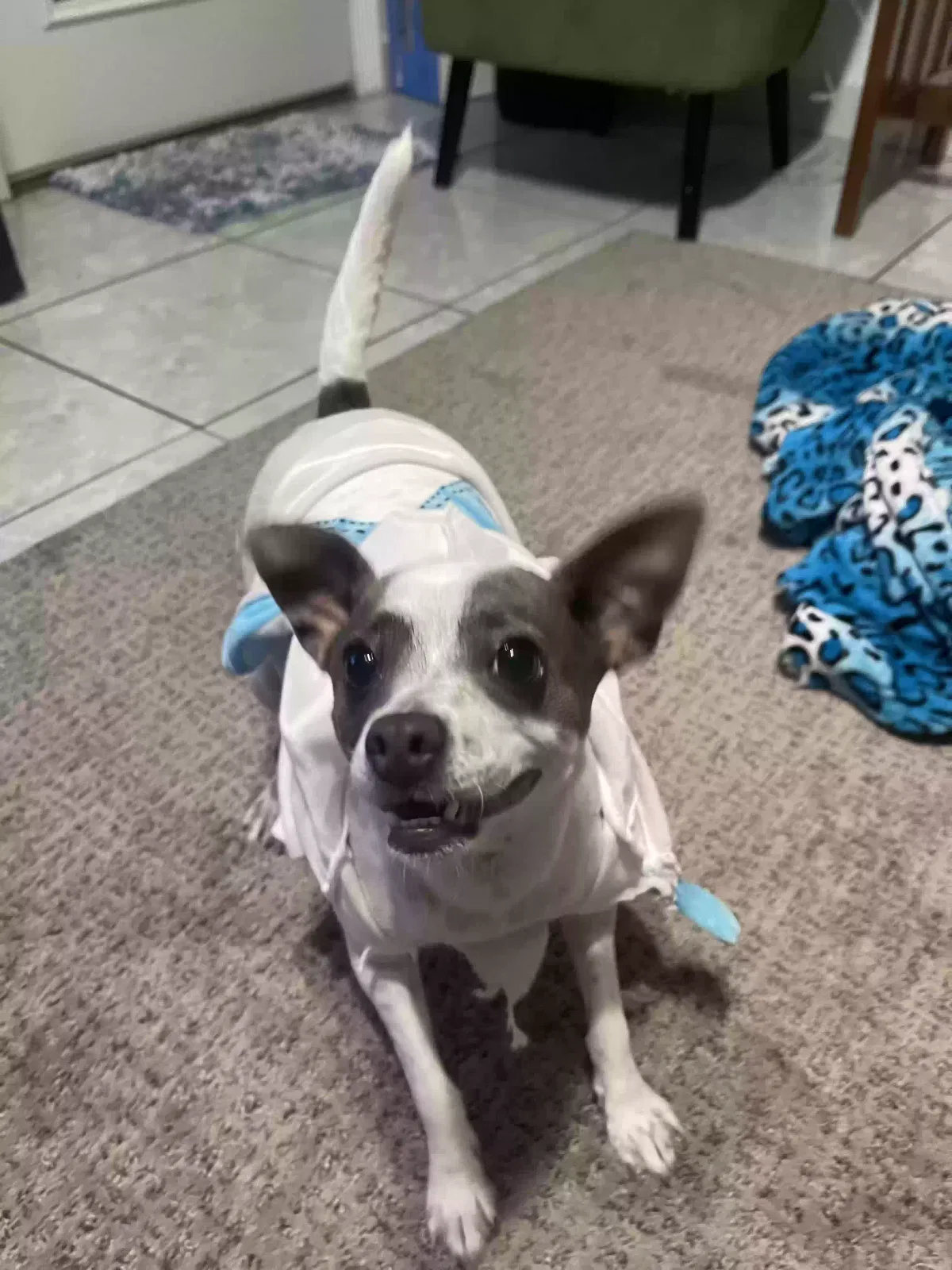 Lost dog in Corcoran, CA, 93212