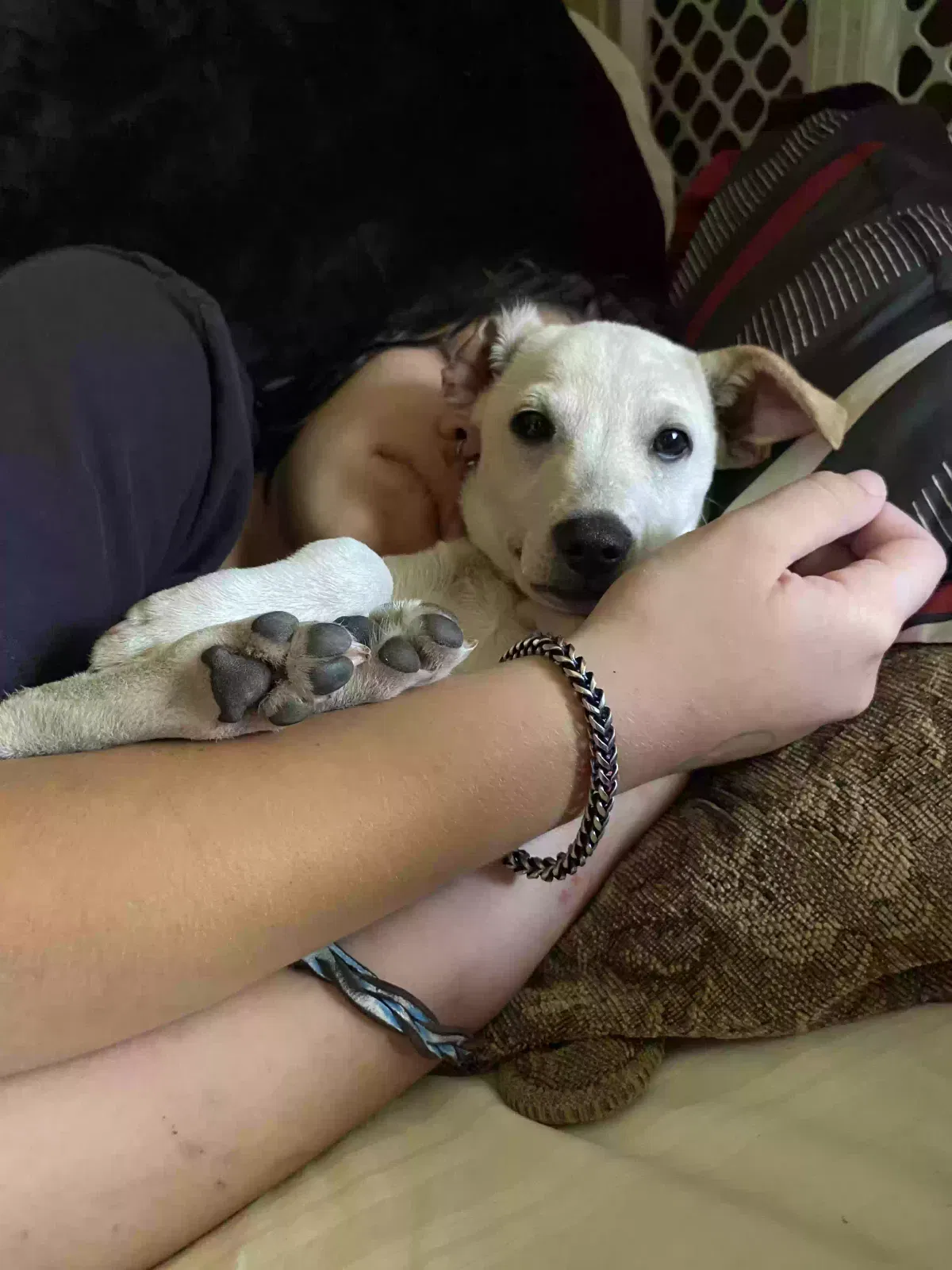 Lost dog in Rose Hill, VA, 24281