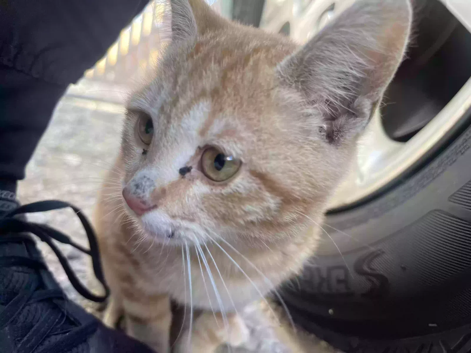 Found cat in Azusa, CA, 91702