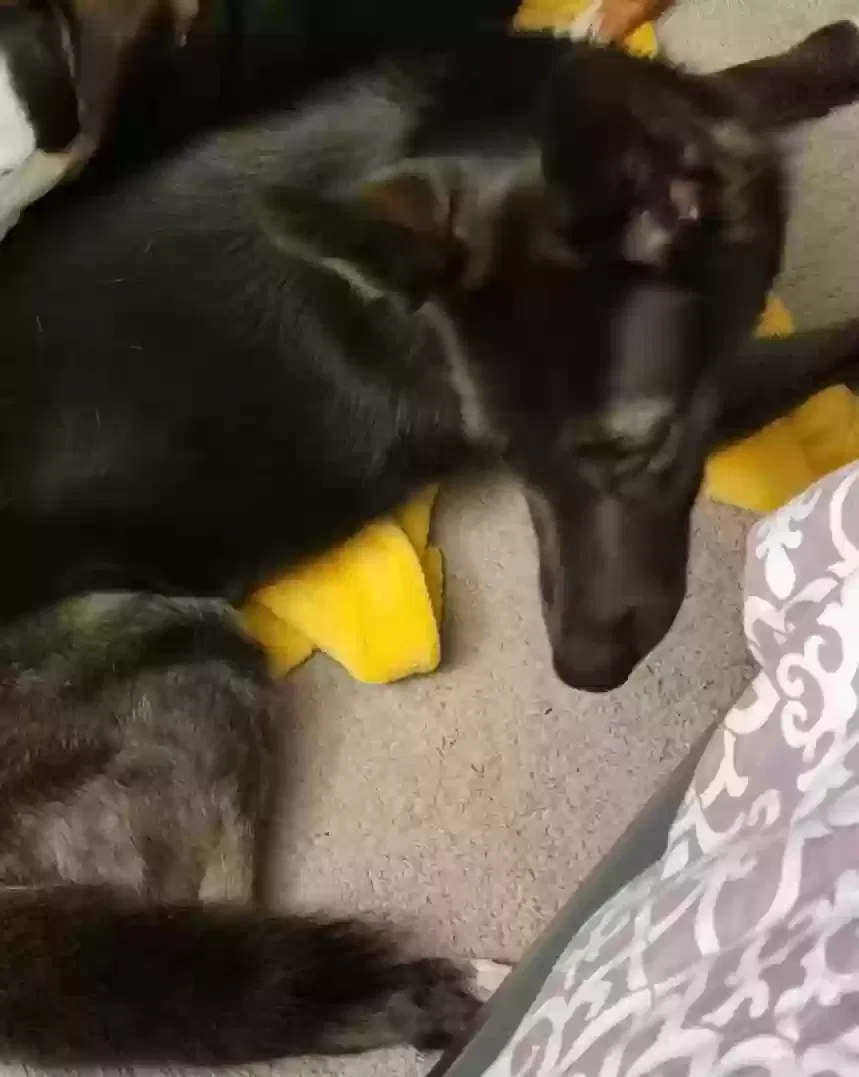 Lost dog in Mebane, NC, 27302