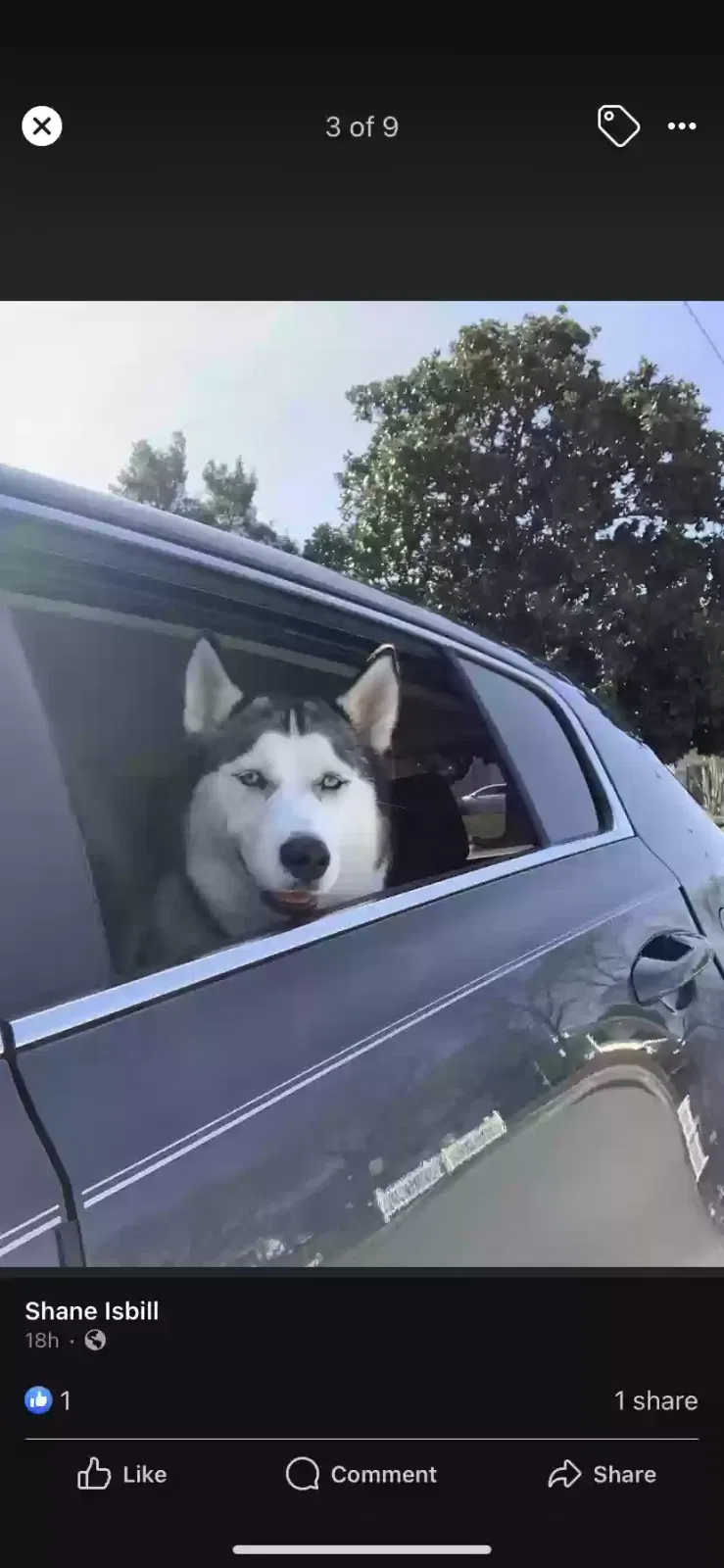 Lost dog in Alcoa, TN, 37701