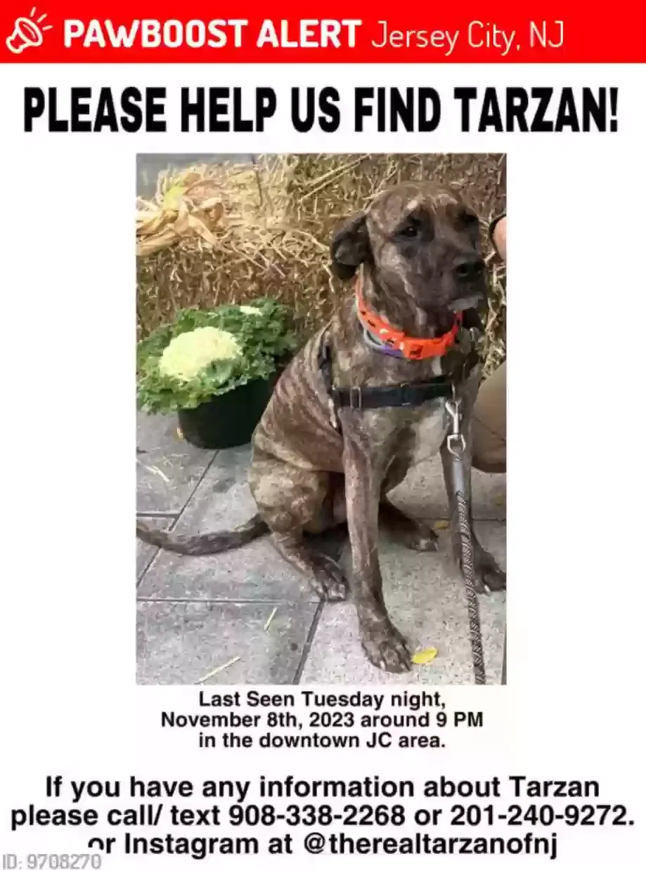 Lost dog in Jersey City, NJ, 7306