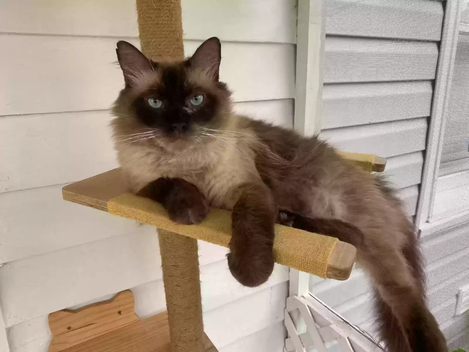 Lost cat in Yorktown, VA, 23692