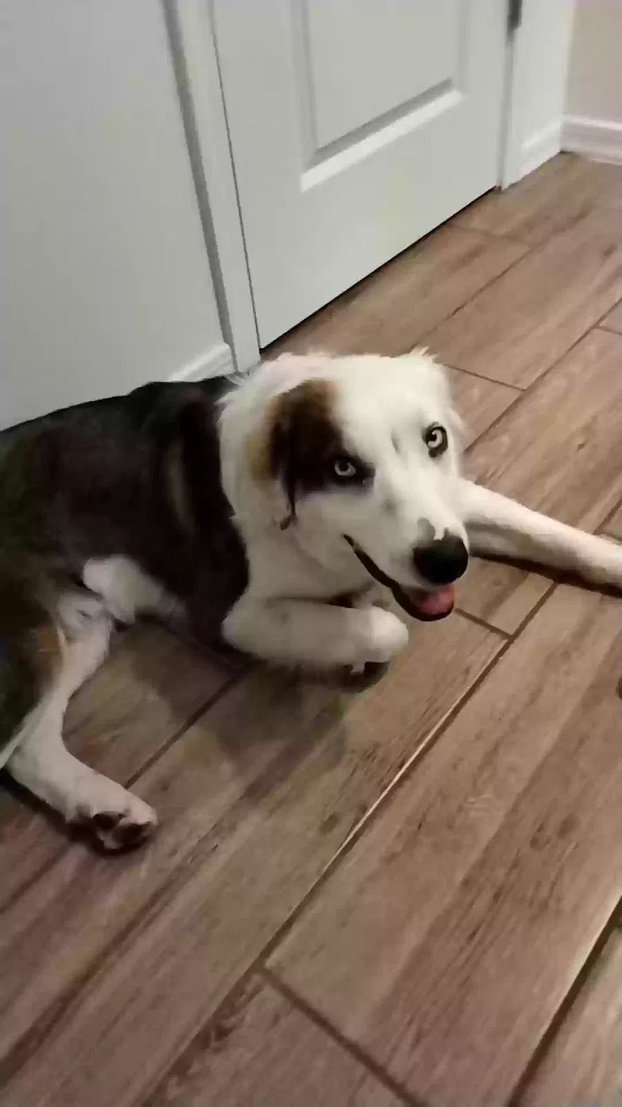 Lost dog in Buckeye, AZ, 85326