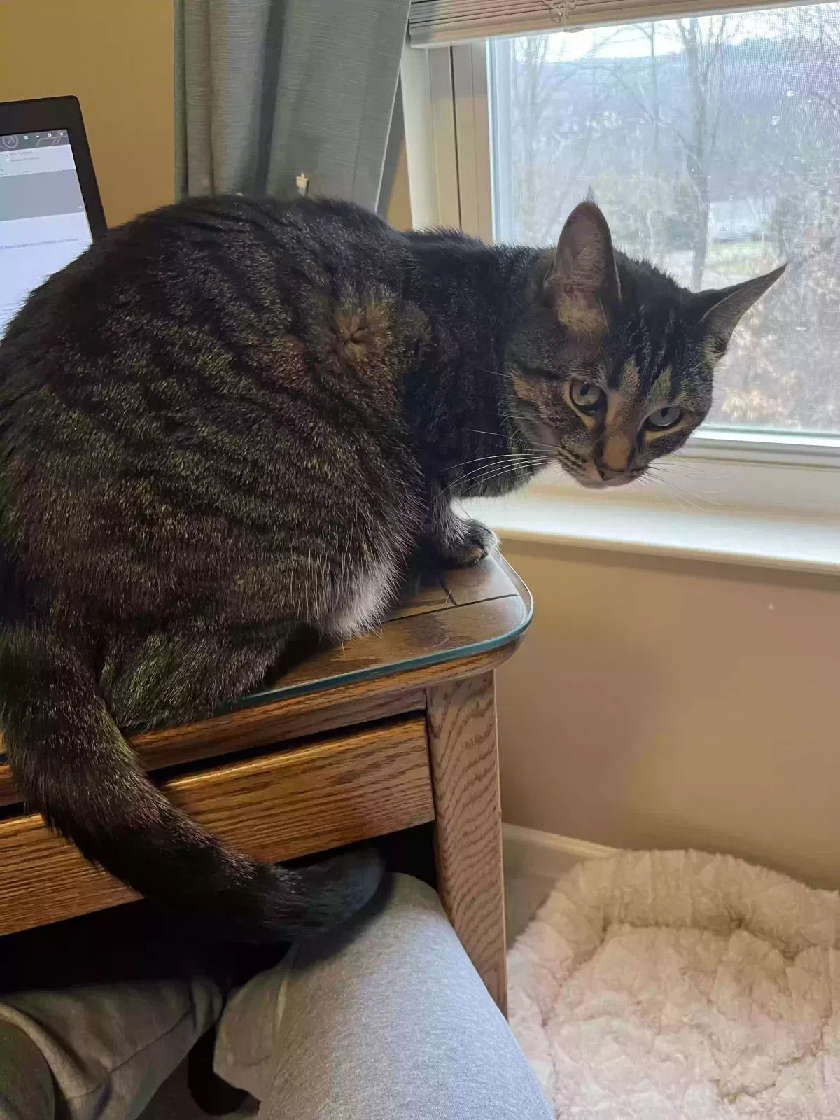 Lost cat in Coraopolis, PA, 15108