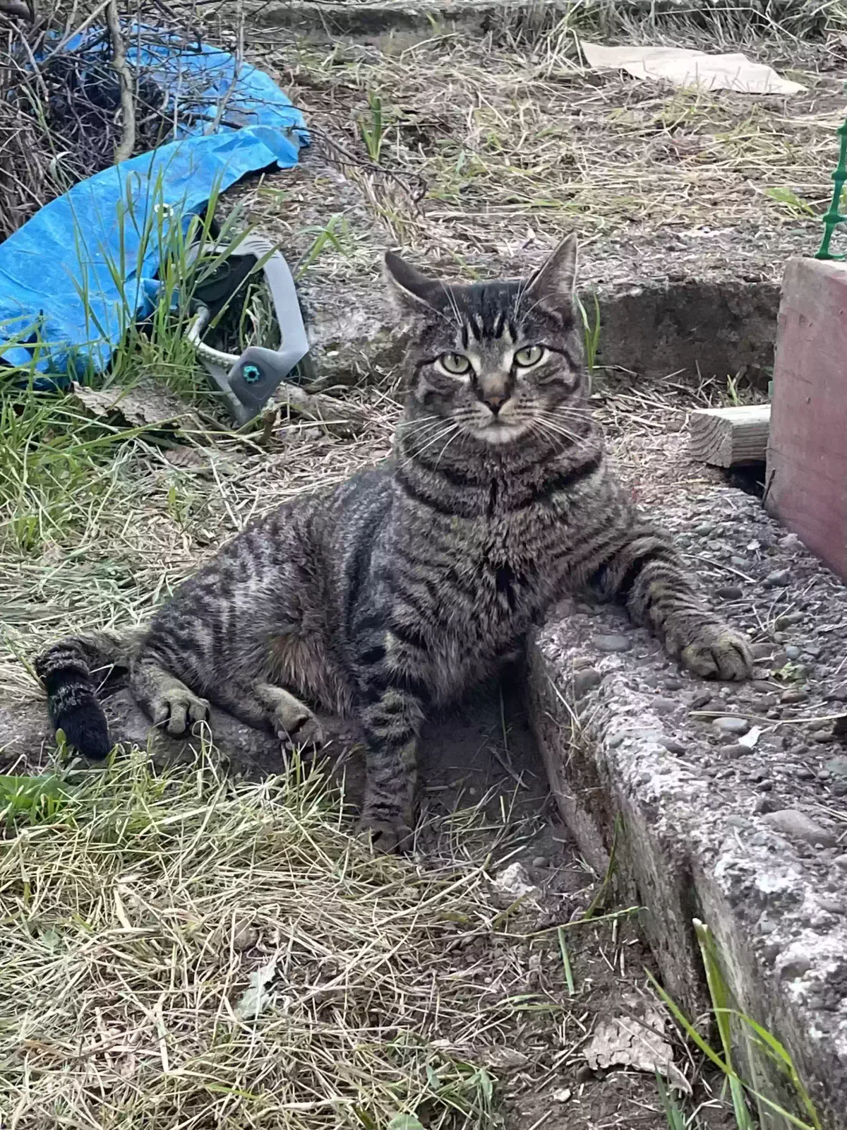 Lost cat in Portland, OR, 97266