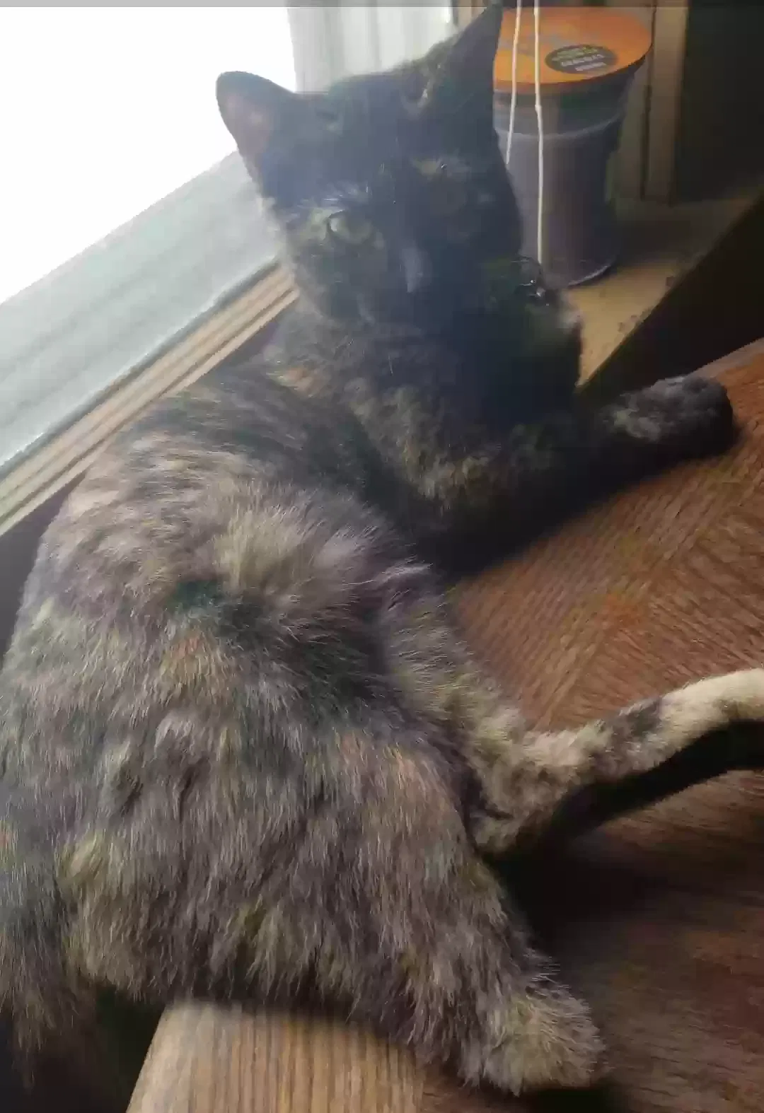 Lost cat in Gilbert, AZ, 85234