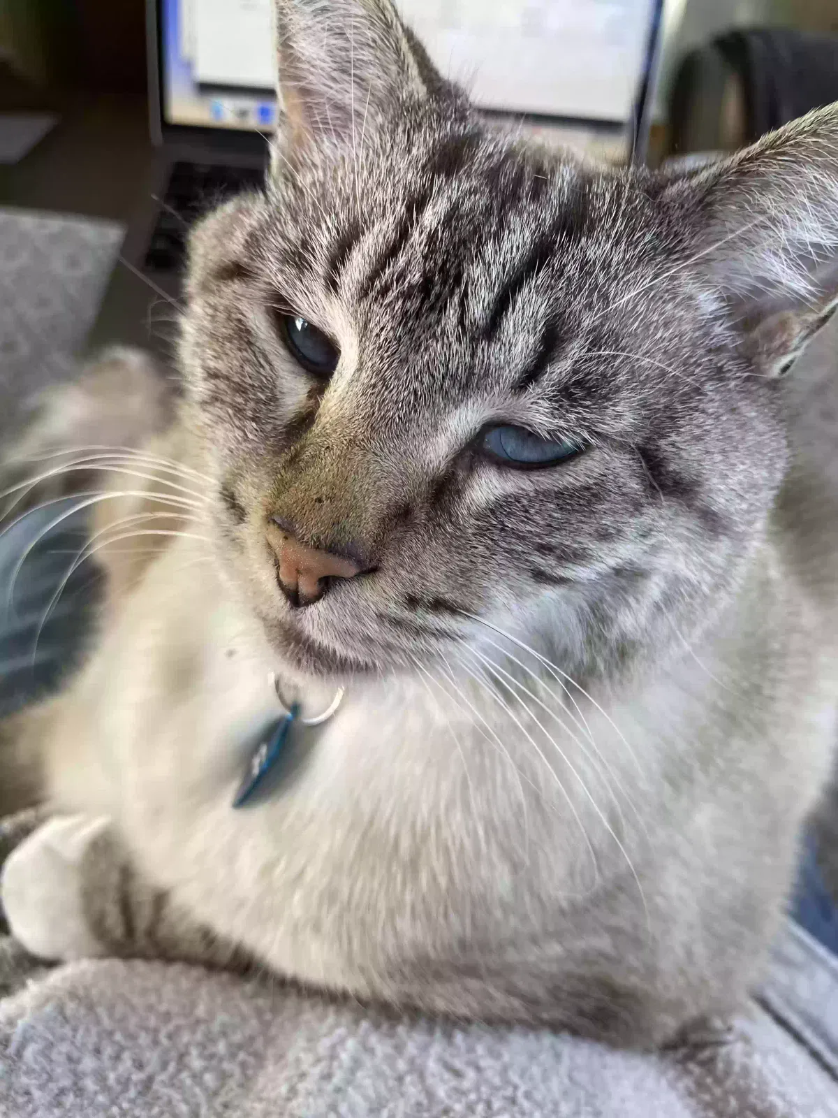Lost cat in Santa Cruz, CA, 95062