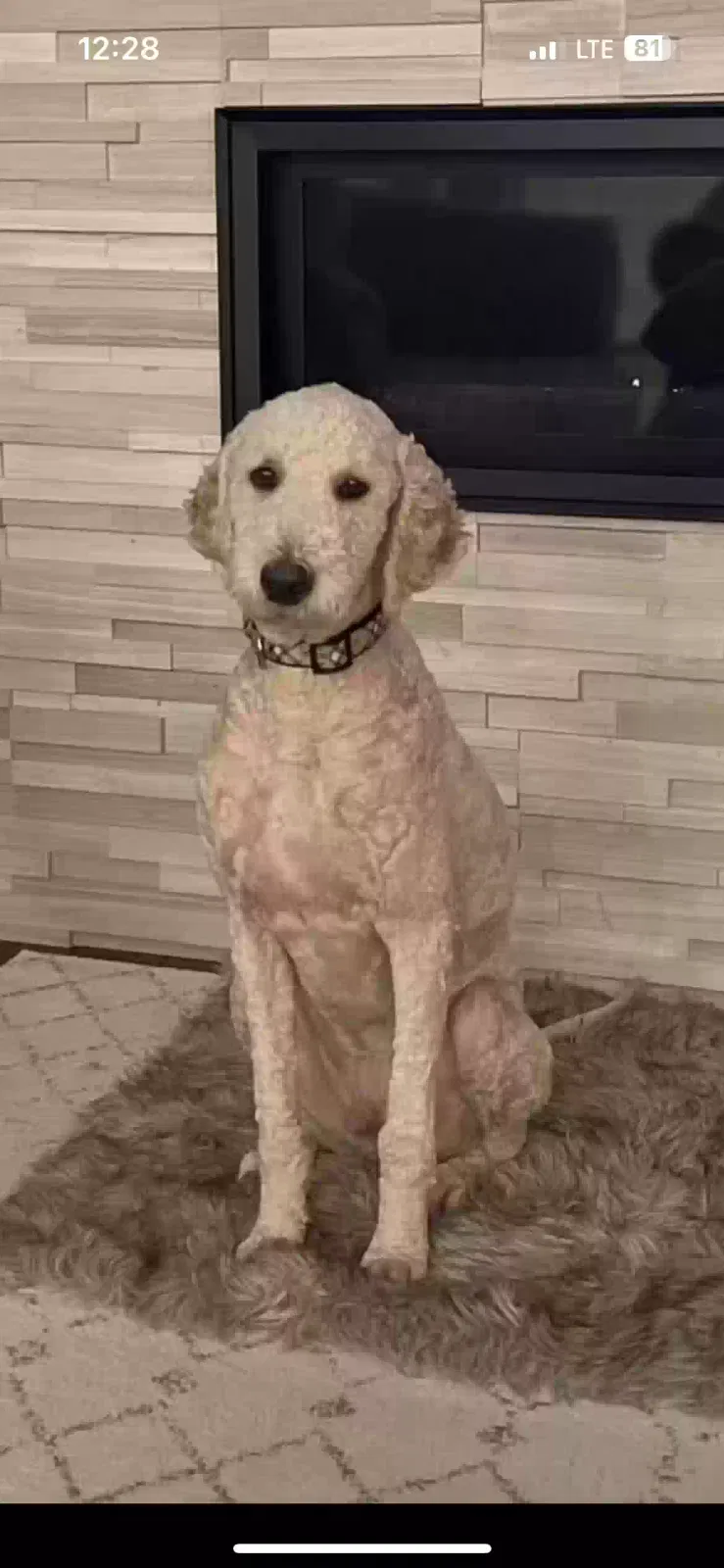 Lost dog in Shell Rock, IA, 50670