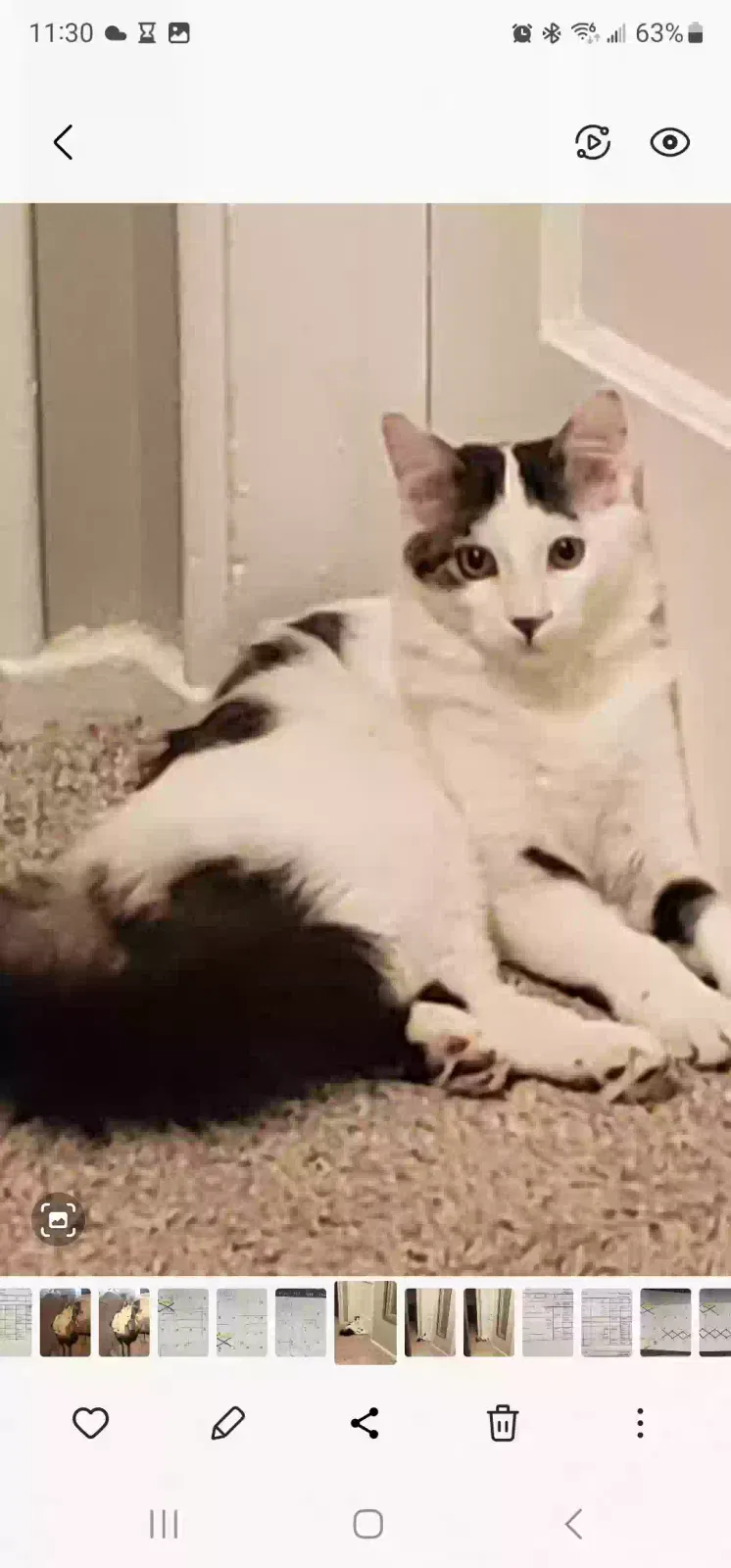 Lost cat in Colorado Springs, CO, 80909