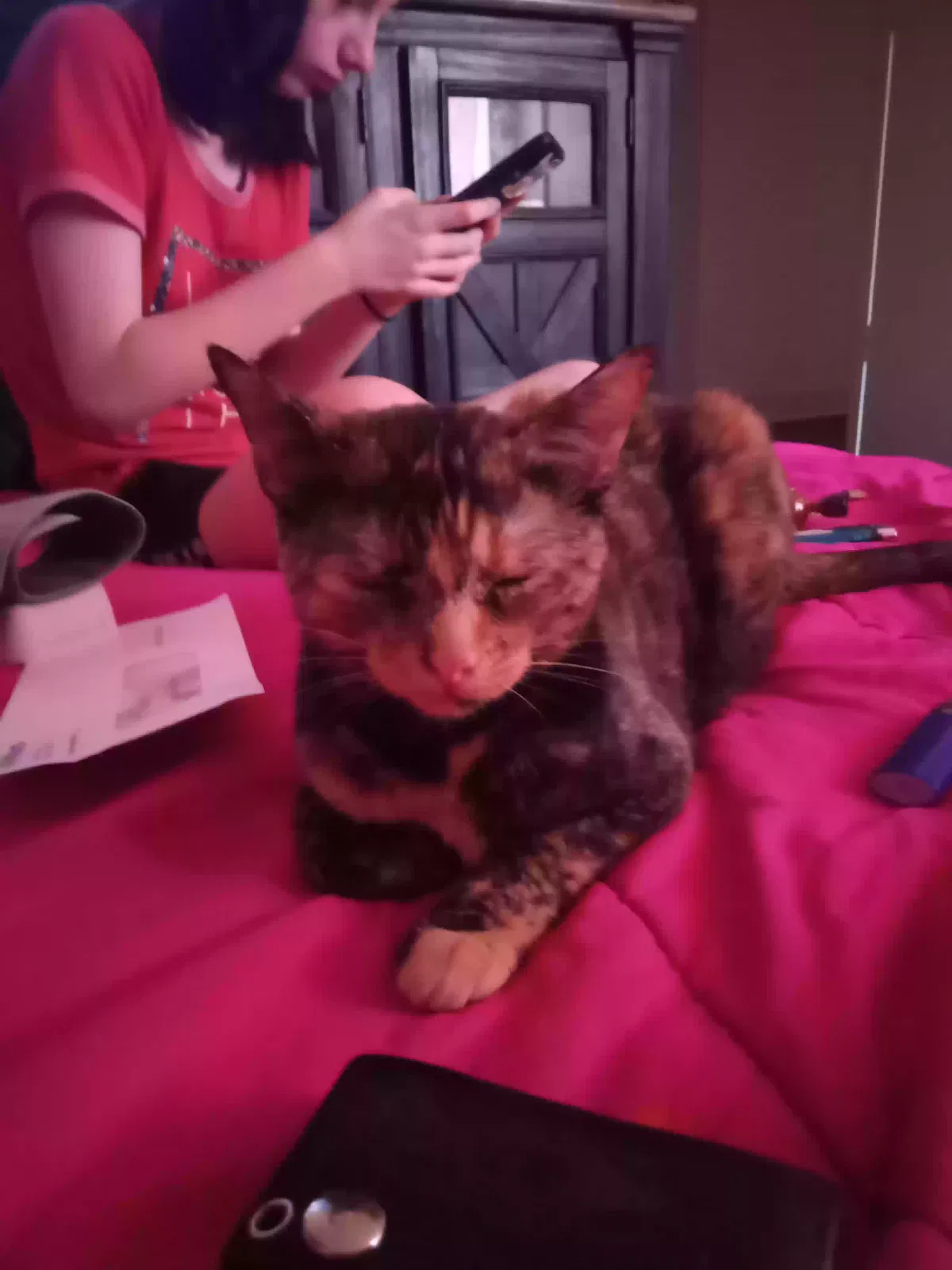 Lost cat in Akron, OH, 44306