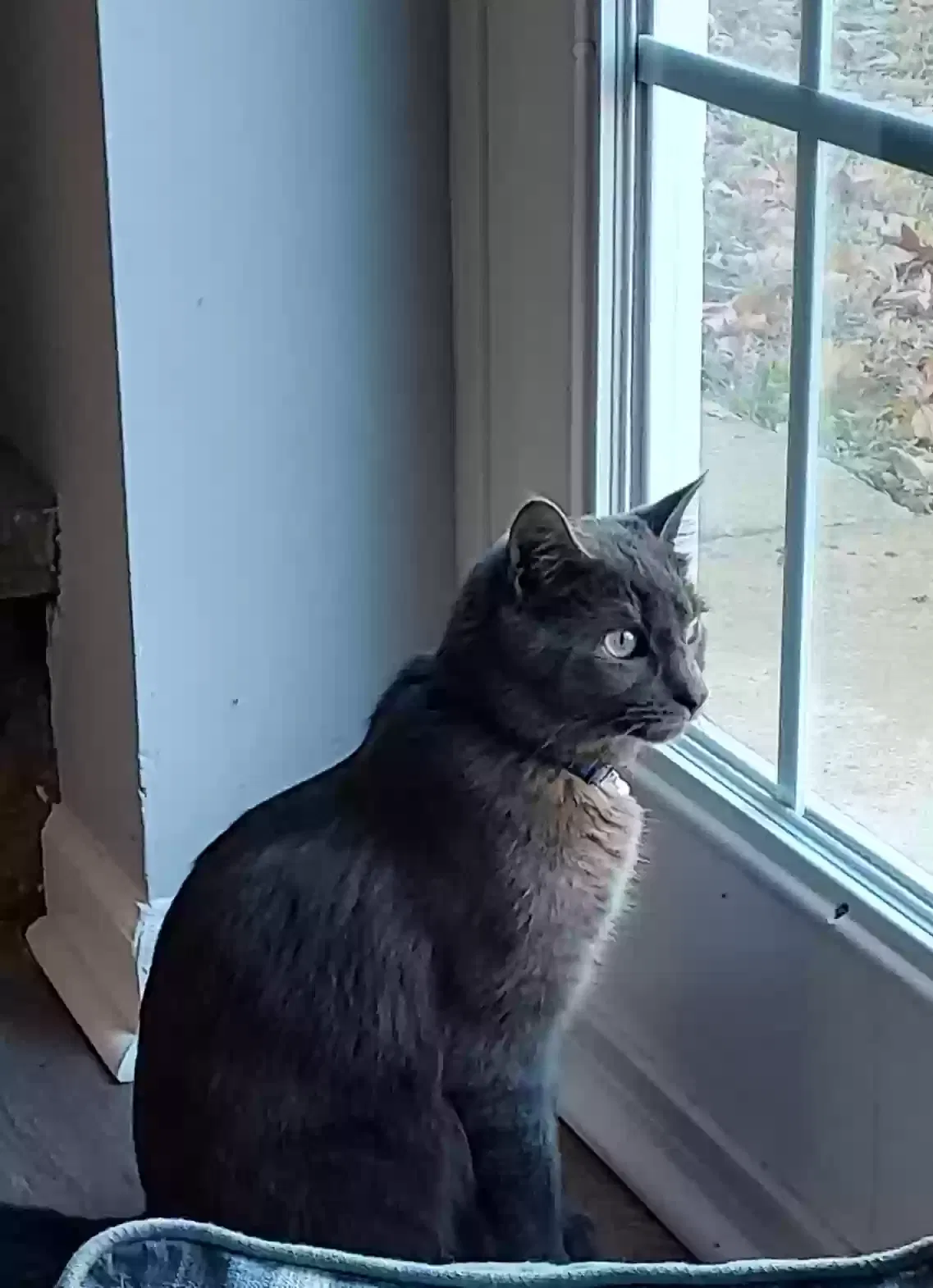 Lost cat in Harrison, TN, 37341