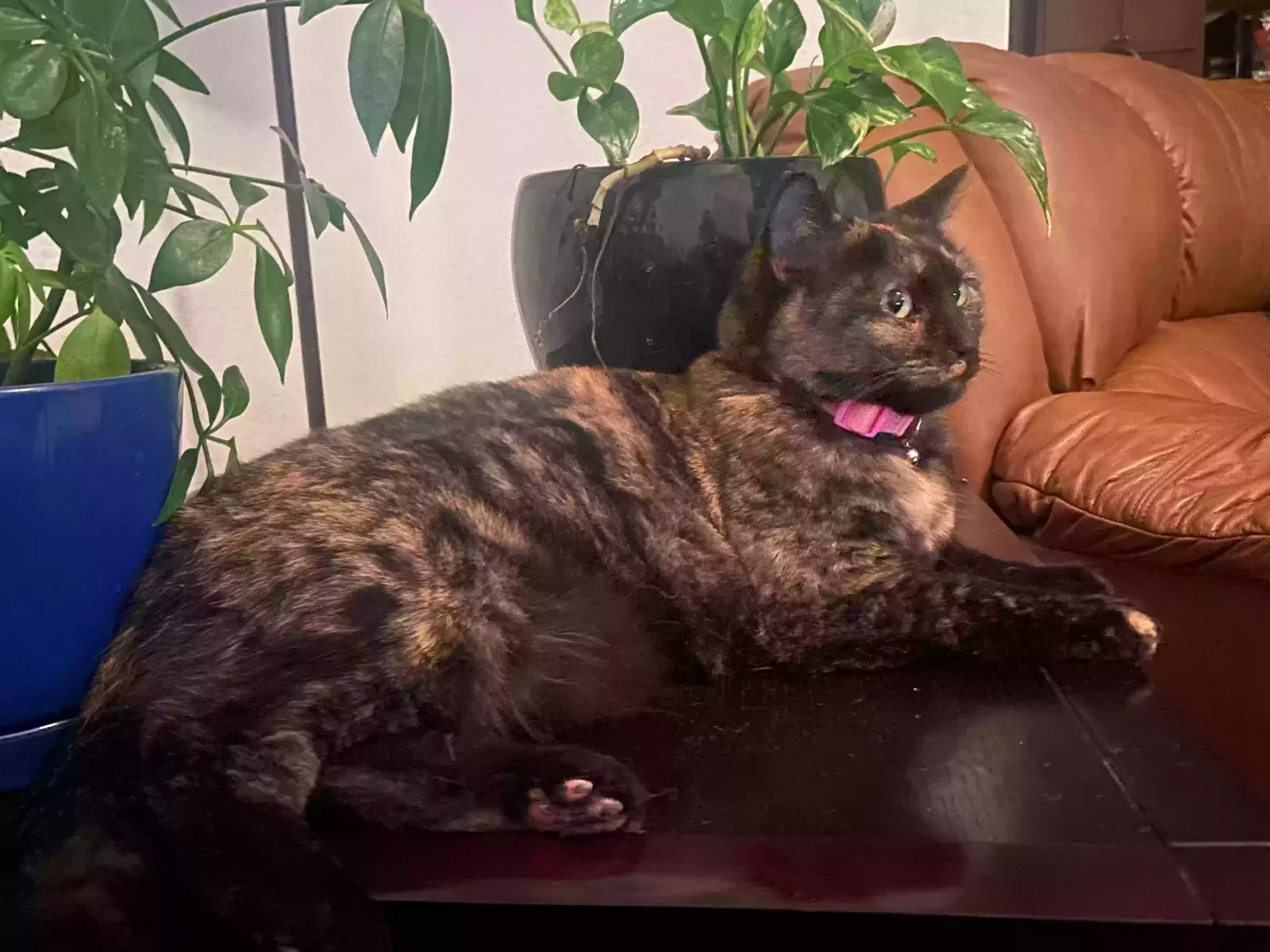 Lost cat in Littleton, CO, 80127