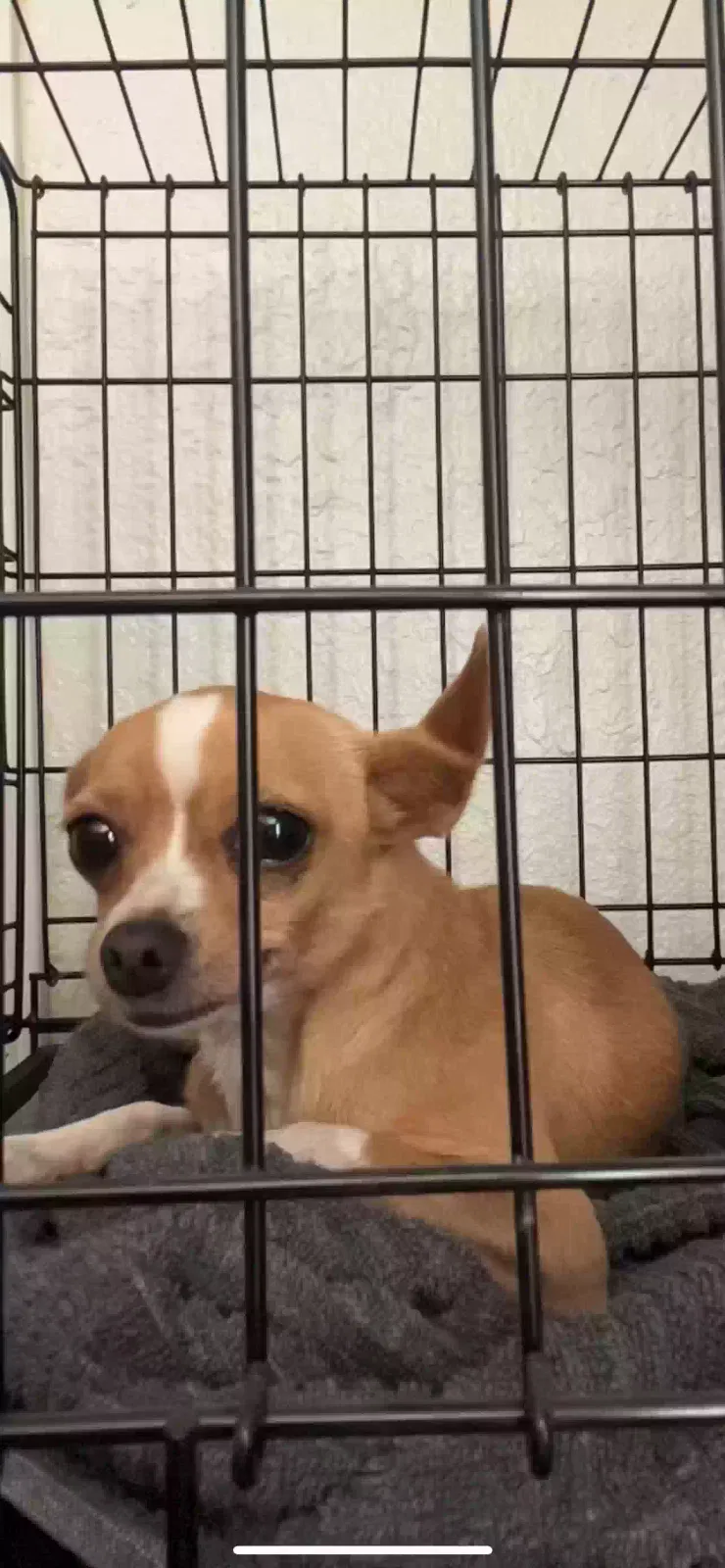 Lost dog in Abilene, TX, 79601