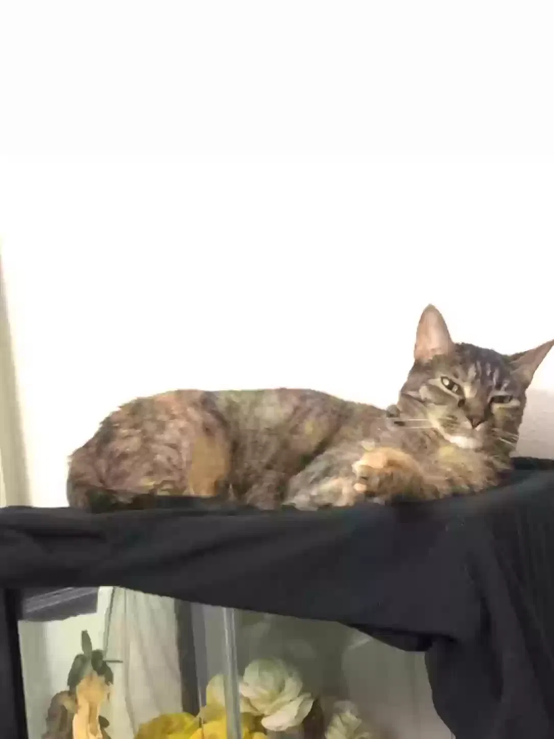 Lost cat in Valrico, FL, 33594
