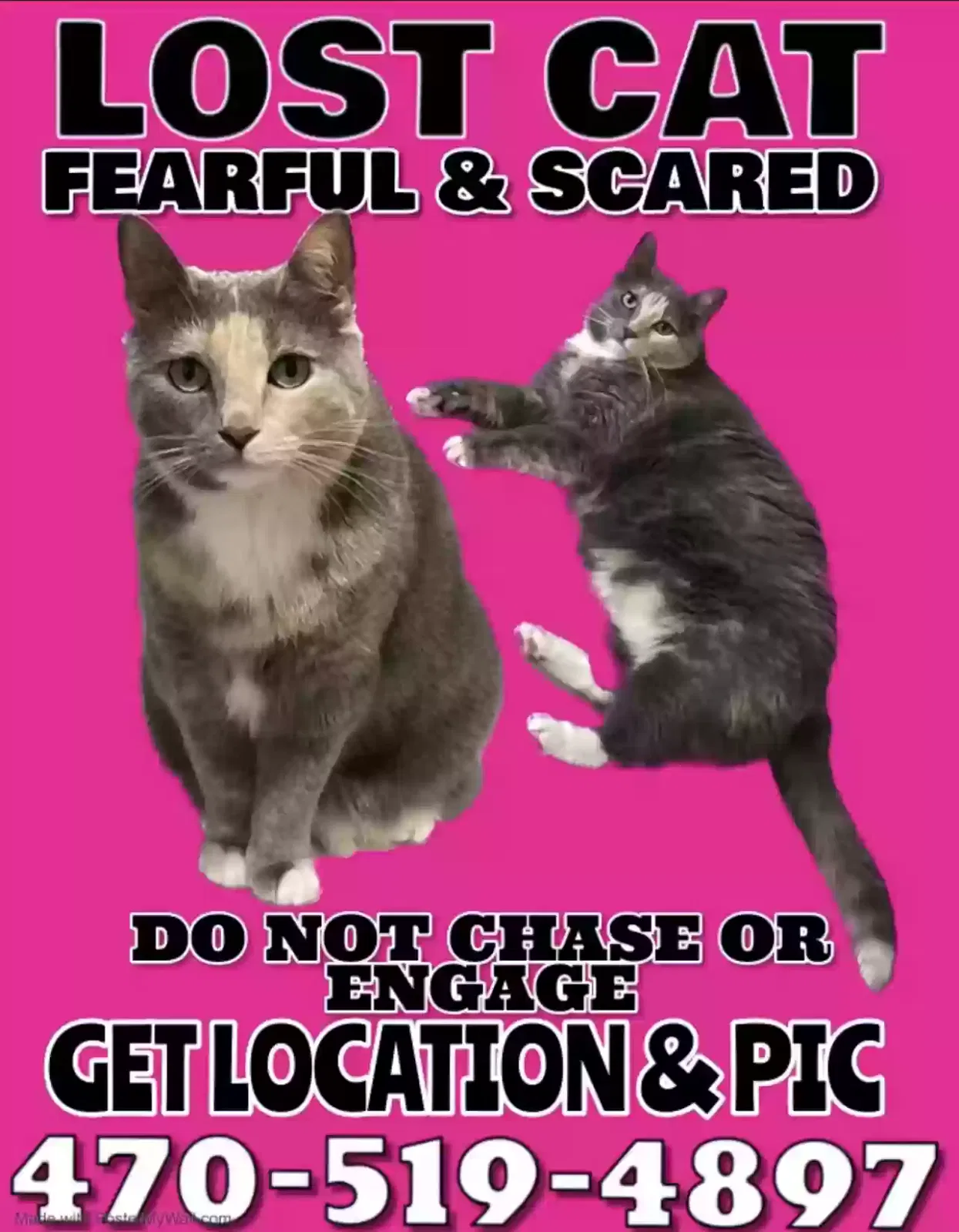Lost cat in Bloomfield Hills, MI, 48304