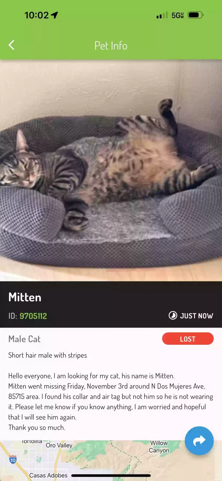 Lost cat in Tucson, AZ, 85715