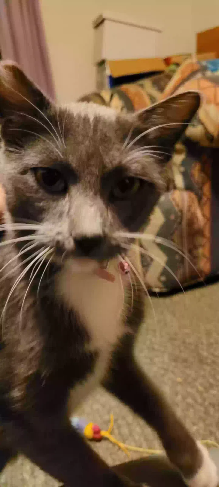 Lost cat in Sebastopol, CA, 95472