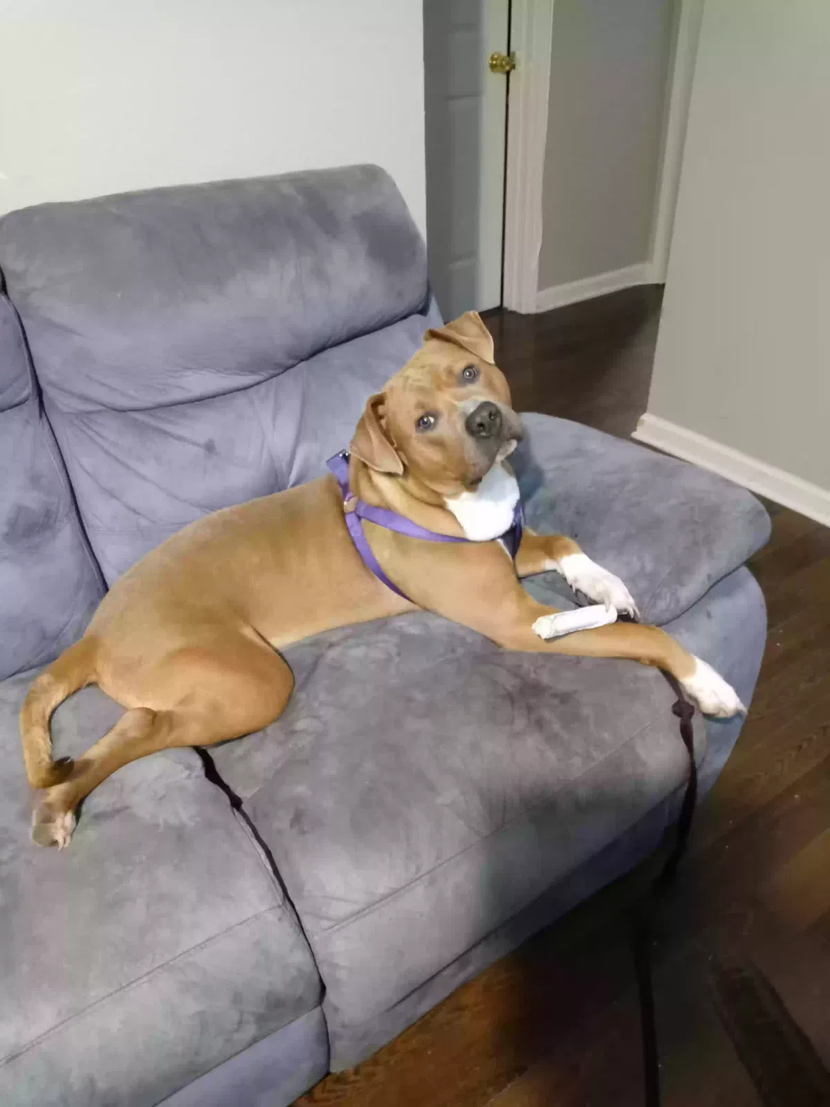 Lost dog in Baton Rouge, LA, 70805