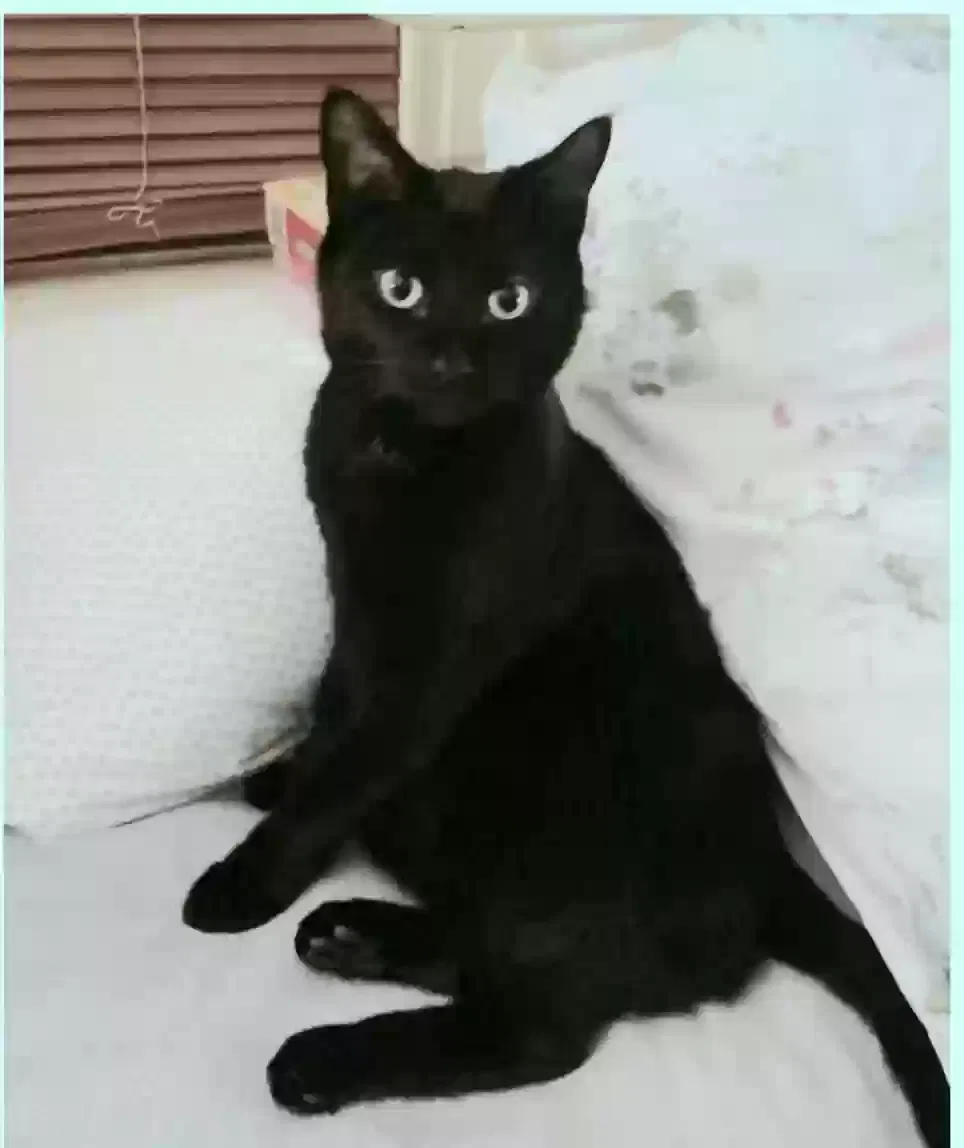 Lost cat in Lexington, KY, 40505