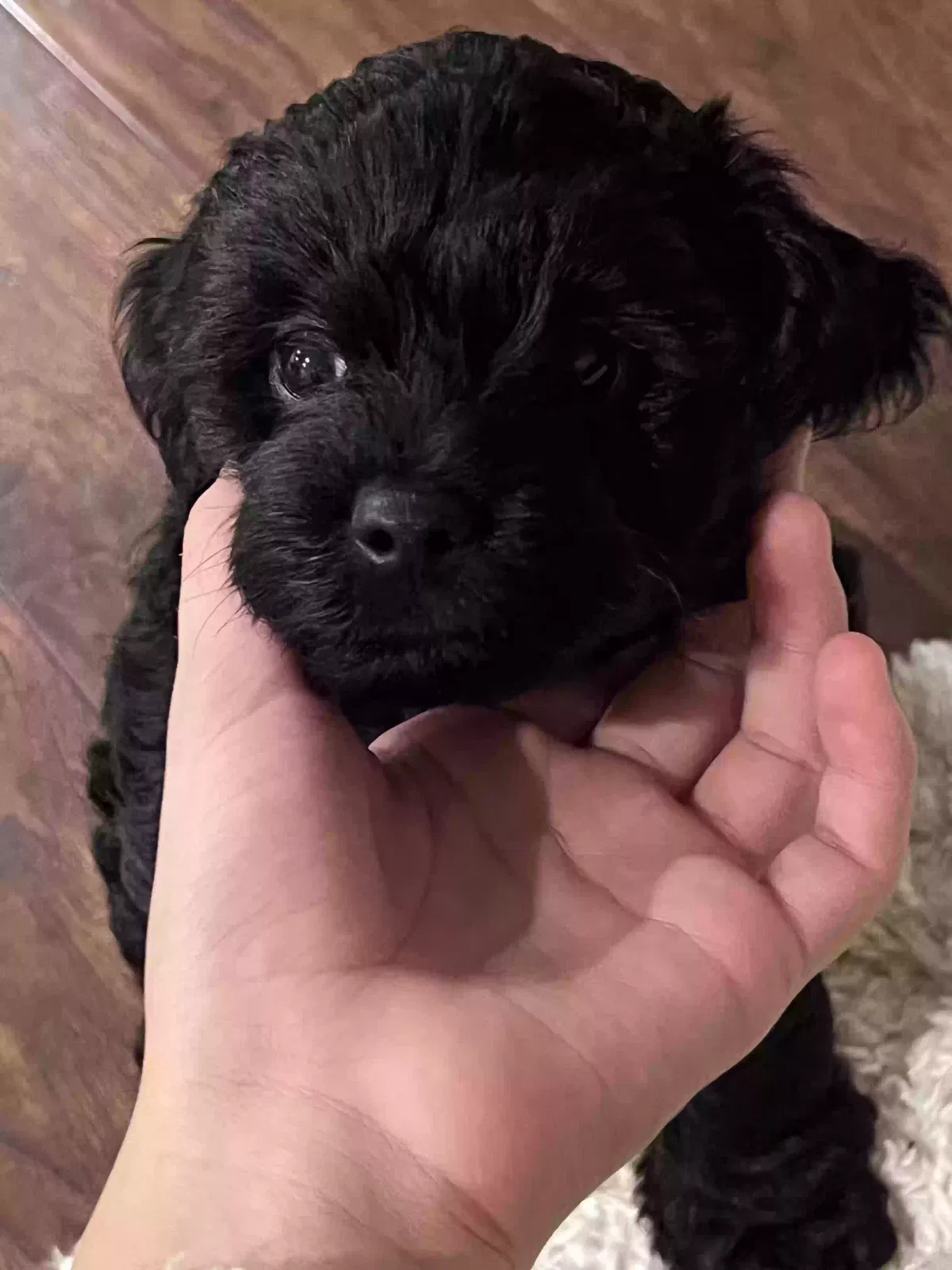 Lost dog in Charlotte, NC, 28277