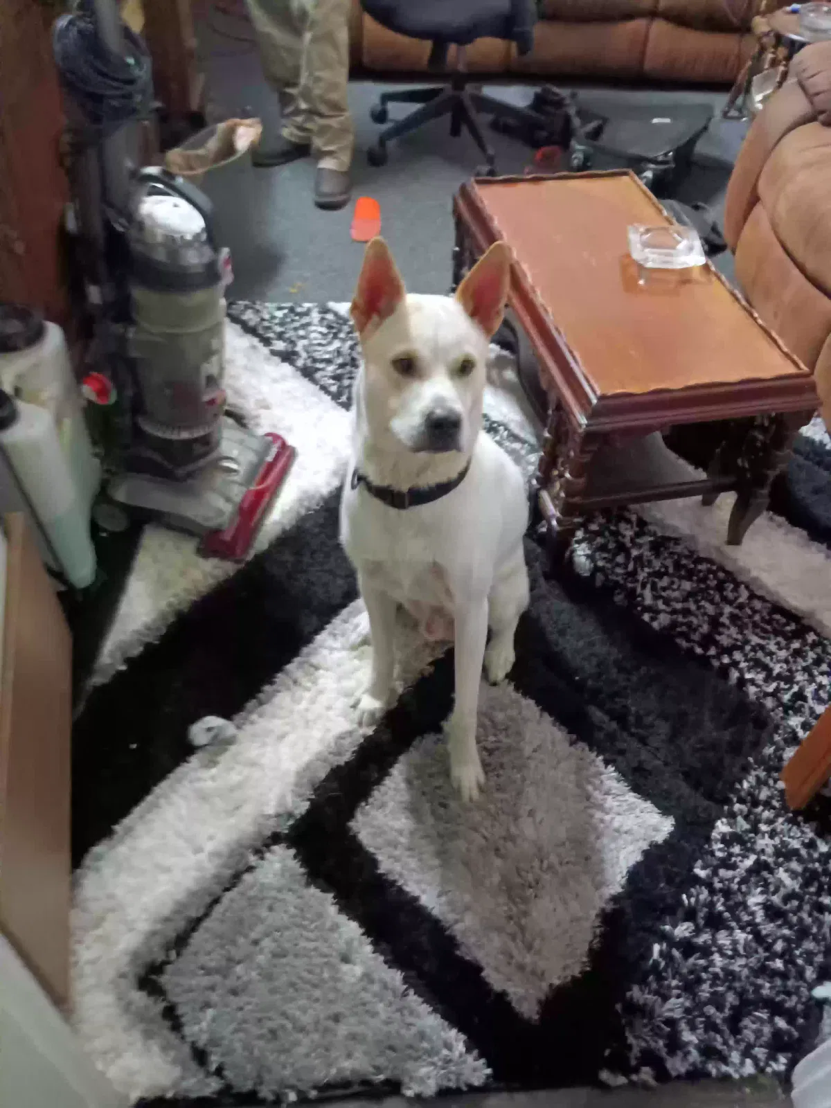 Lost dog in Saint Louis, MO, 63118