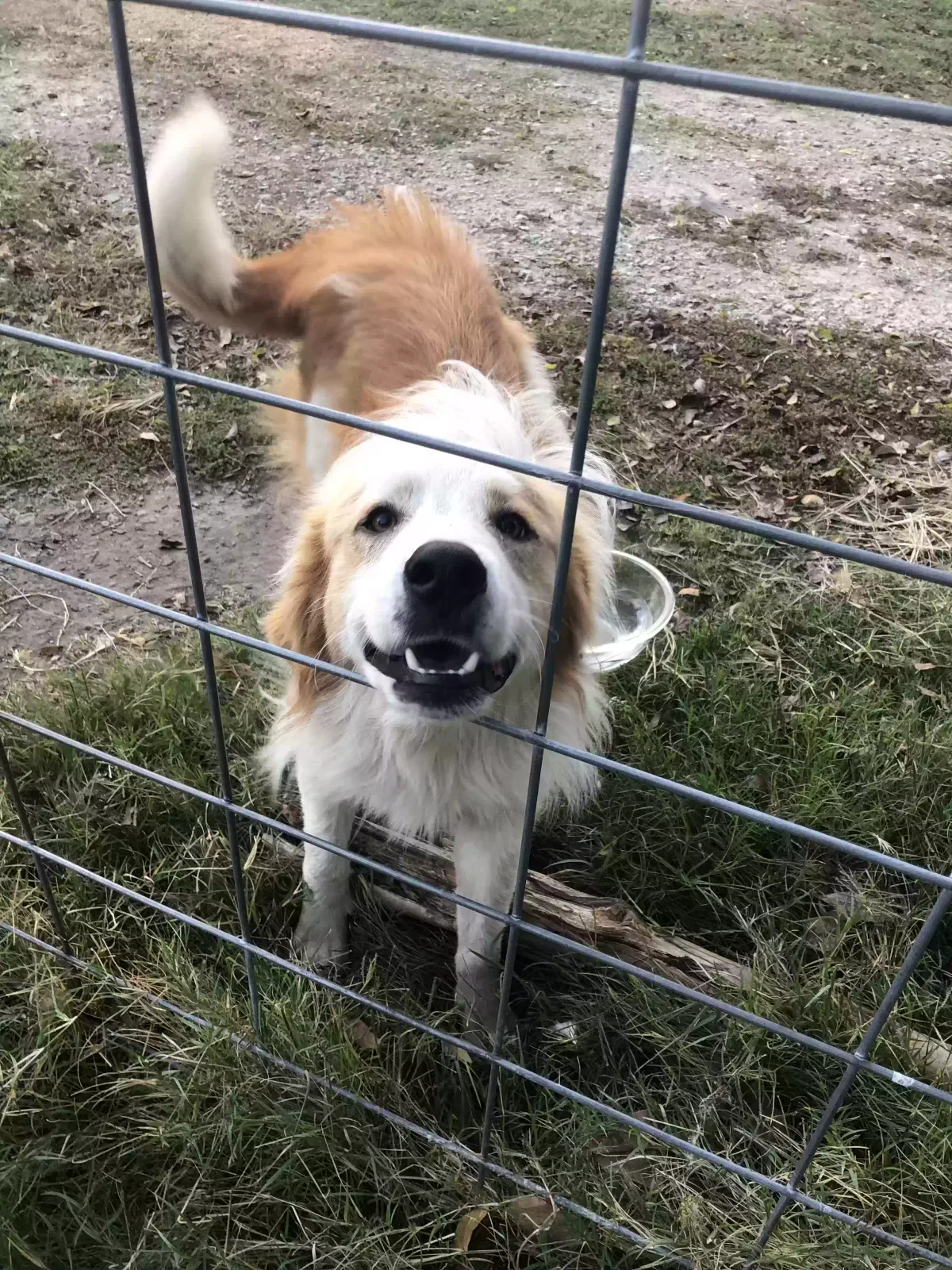 Found dog in Wolfe City, TX, 75496