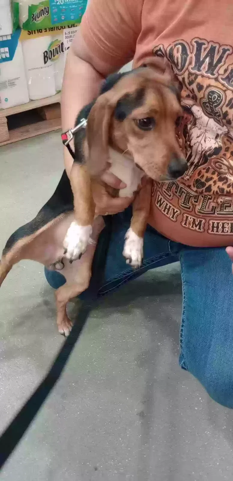 Lost dog in Okeechobee, FL, 34972