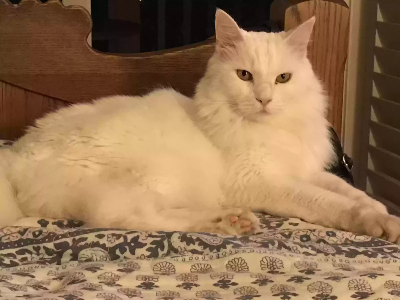 Lost cat in Mission Viejo, CA, 92691