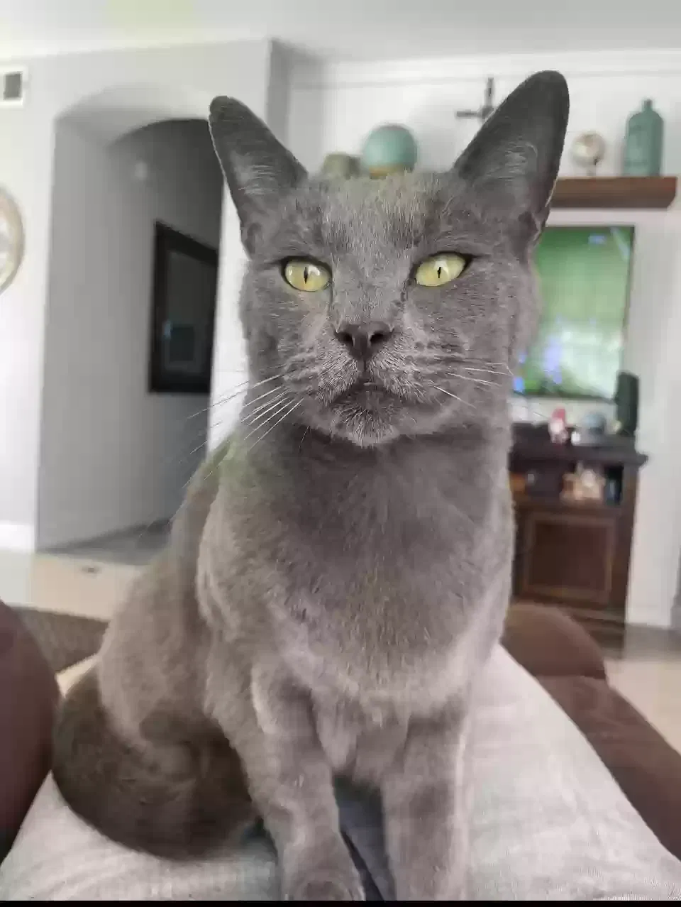 Lost cat in Camarillo, CA, 93012