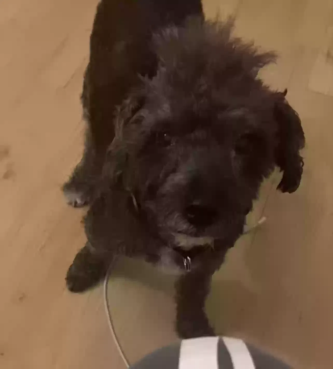 Lost dog in Grosse Pointe, MI, 48236