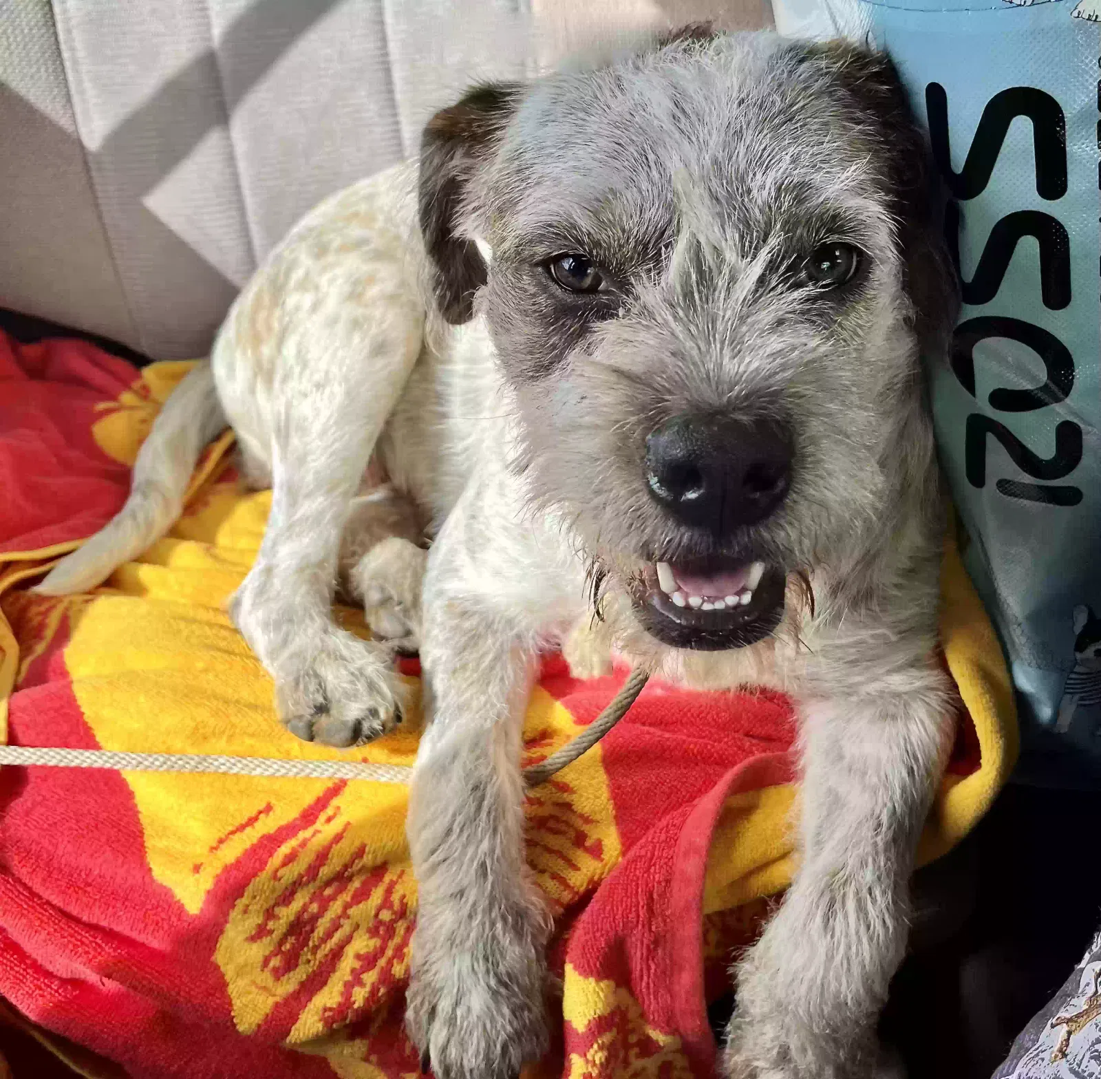 Found dog in Waialua, HI, 96791