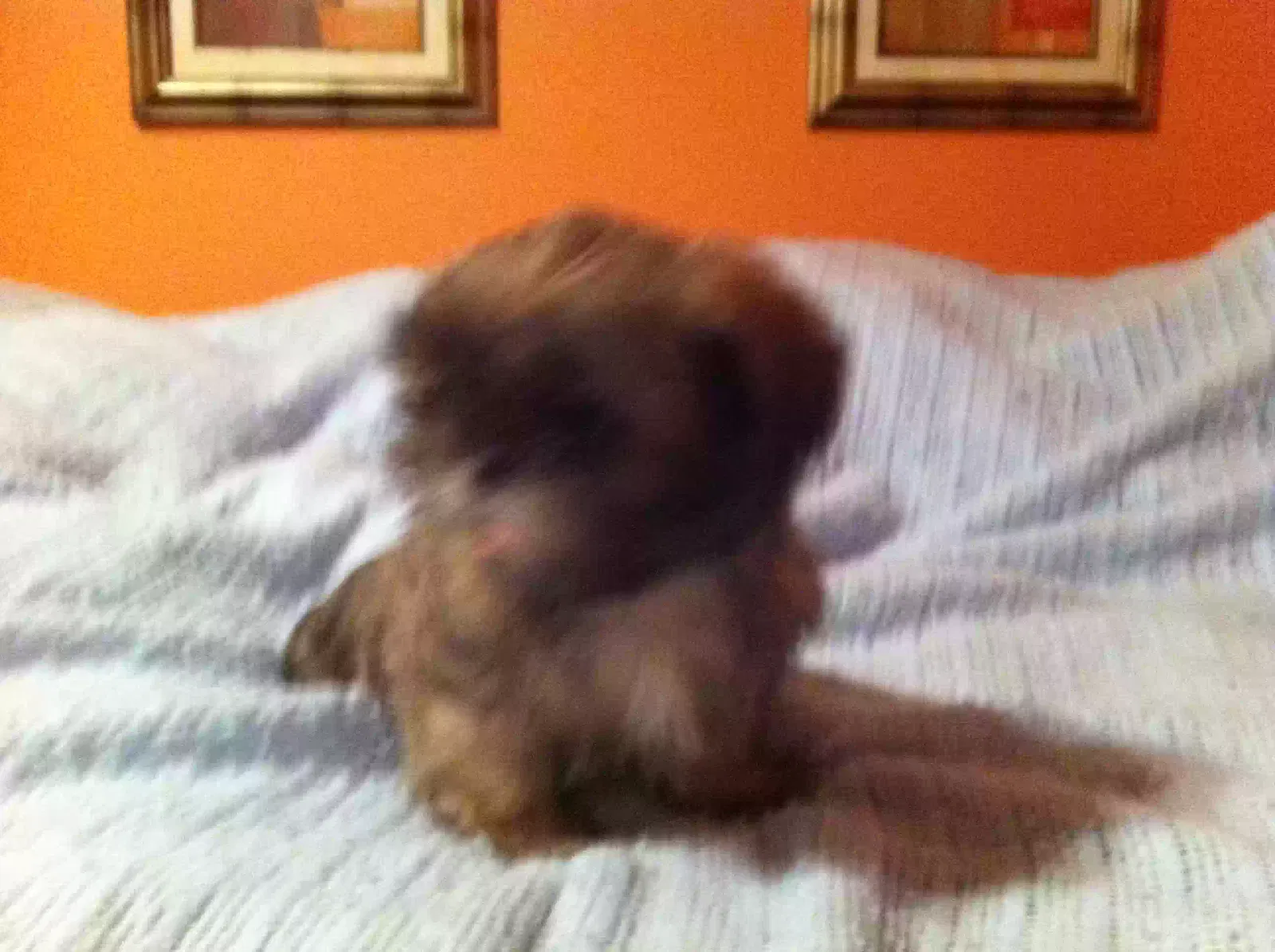 Lost dog in Delray Beach, FL, 33445
