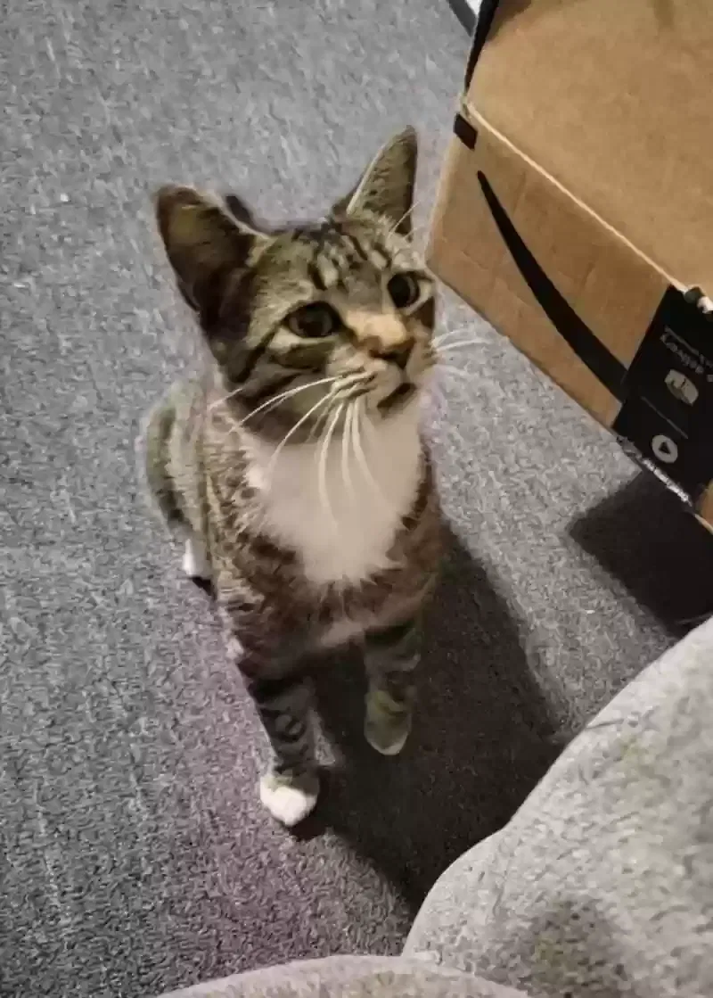 Found cat in Lexington, SC, 29073