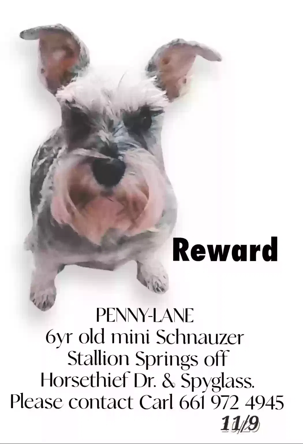 Lost dog in Tehachapi, CA, 93561