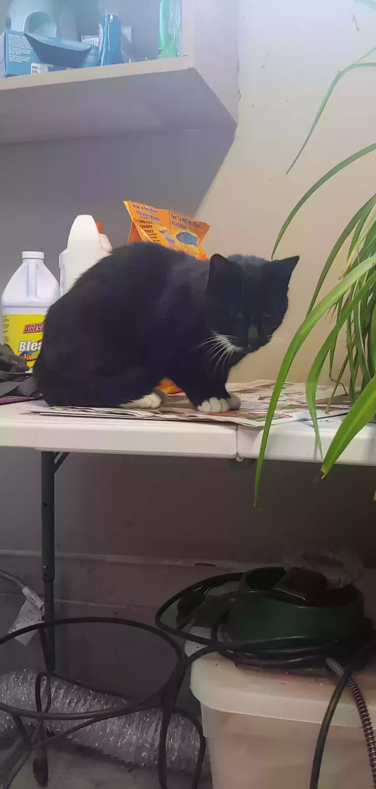 Found cat in Kansas City, MO, 64114