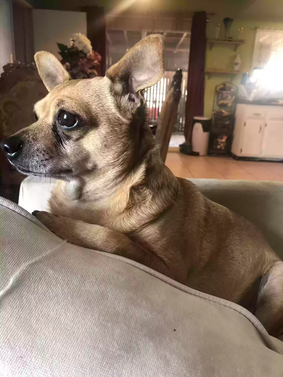Lost dog in Riverside, CA, 92504