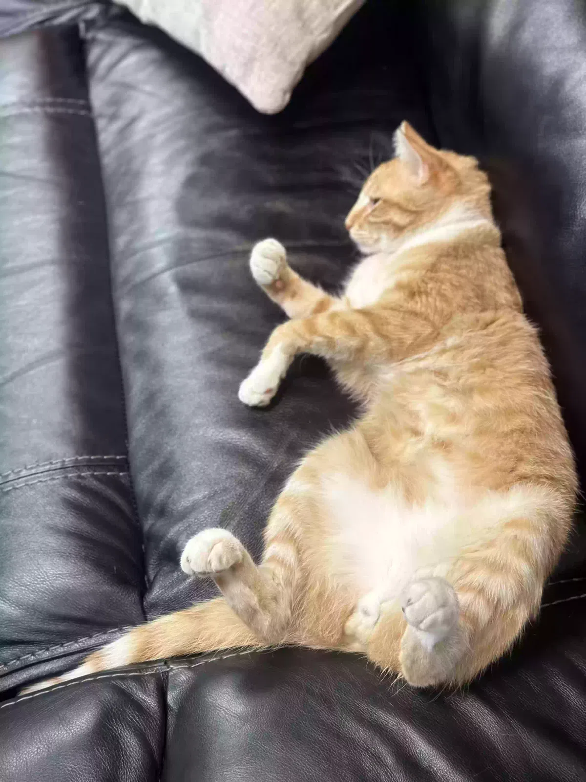 Lost cat in Glendale, AZ, 85310