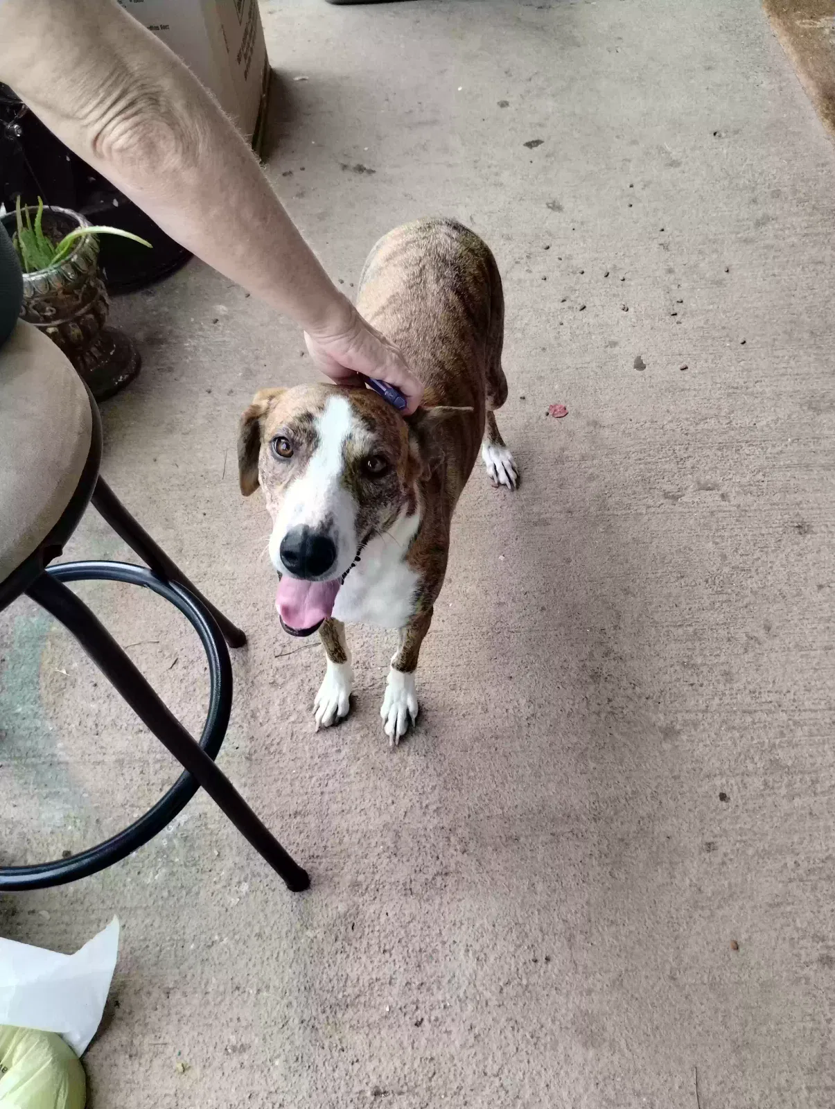 Found dog in Birmingham, AL, 35209
