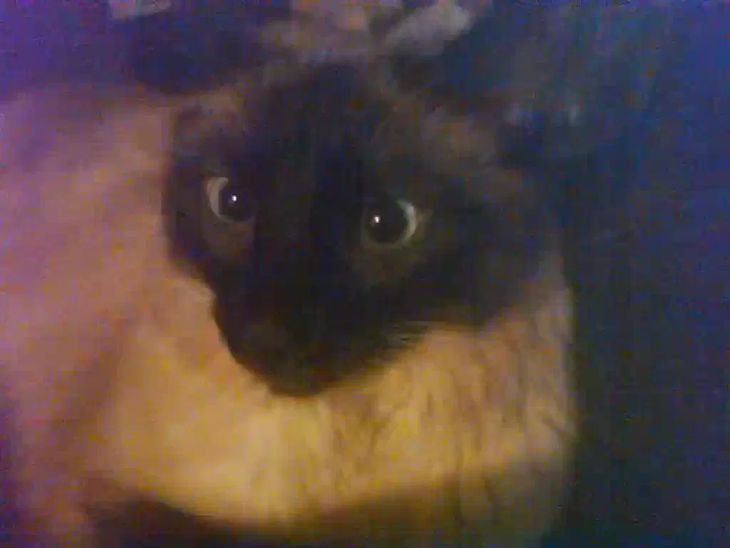 Lost cat in Hinesville, GA, 31313