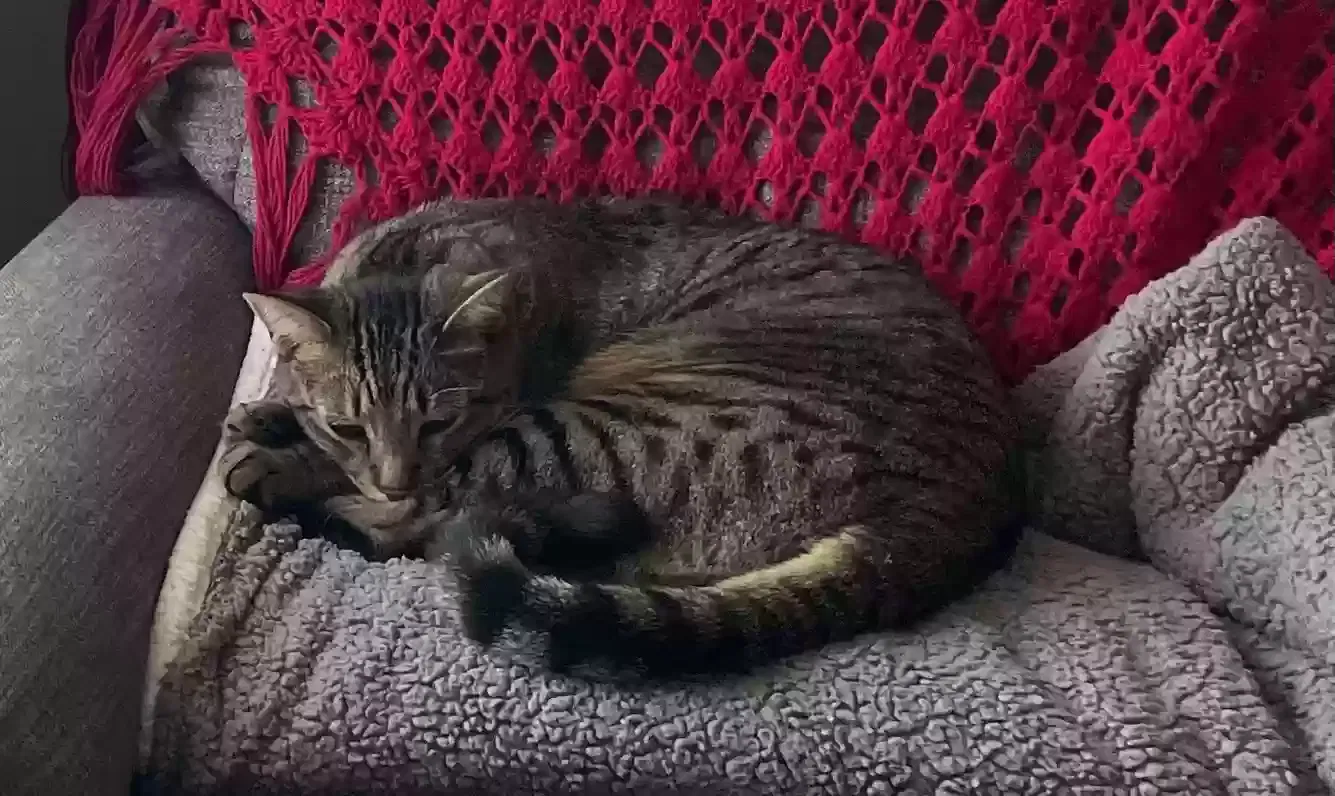 Lost cat in Santa Clarita, CA, 91350