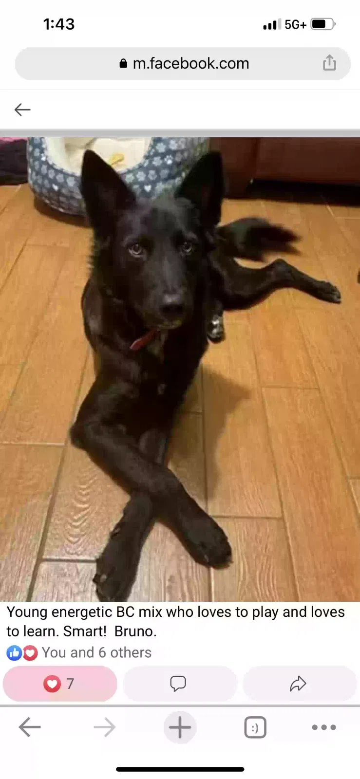 Found dog in Phoenix, AZ, 85014