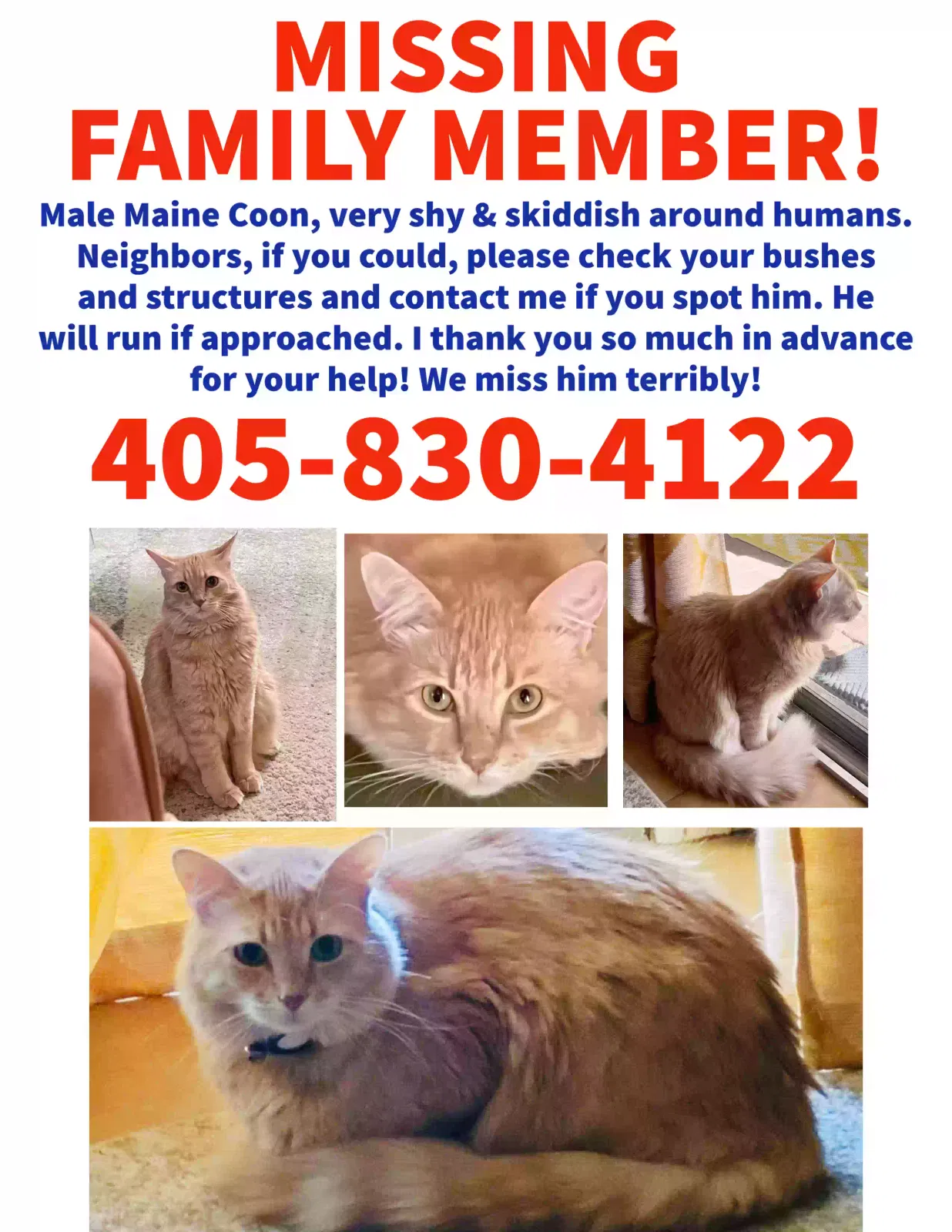 Lost cat in Phoenix, AZ, 85029