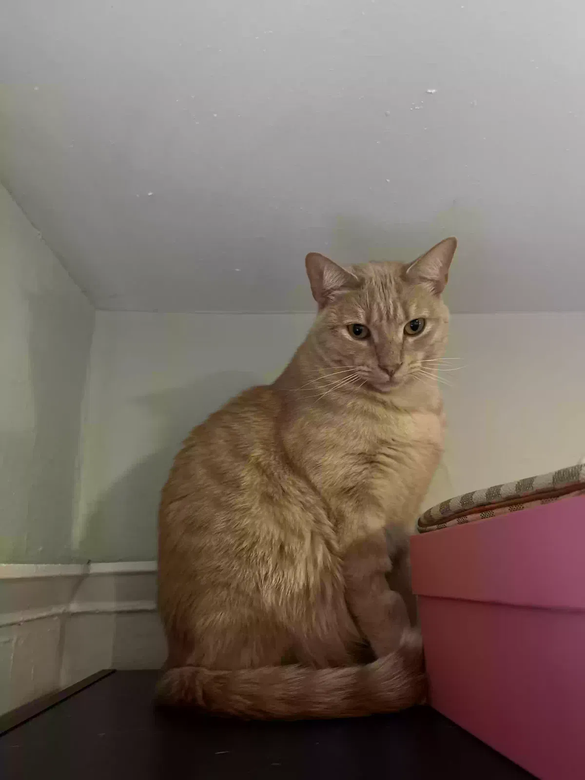 Lost cat in West Hollywood, CA, 90069