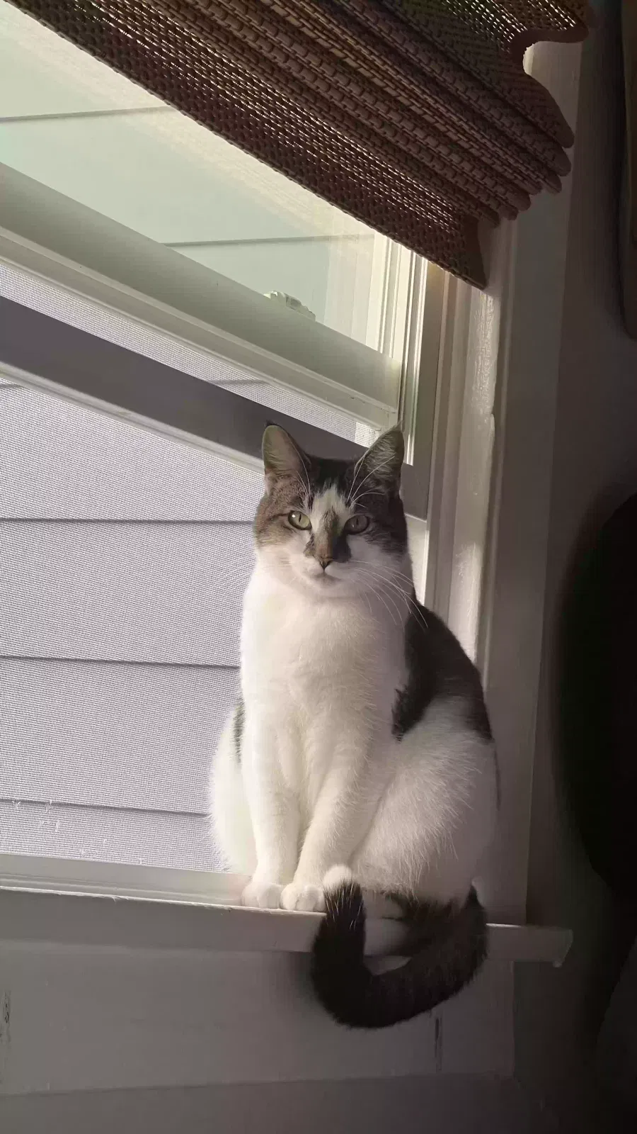 Lost cat in West Hollywood, CA, 90069