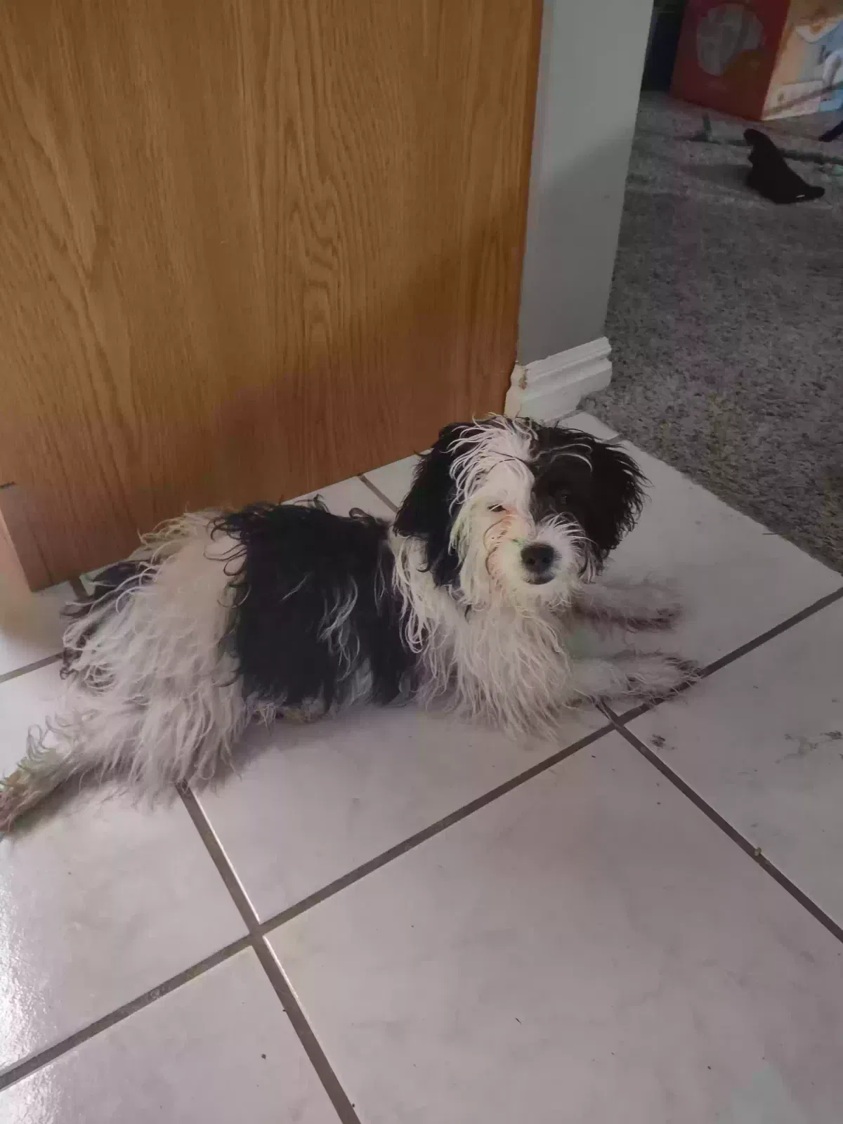 Lost dog in Herriman, UT, 84096
