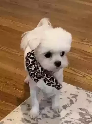 Lost dog in Newton, NC, 28658