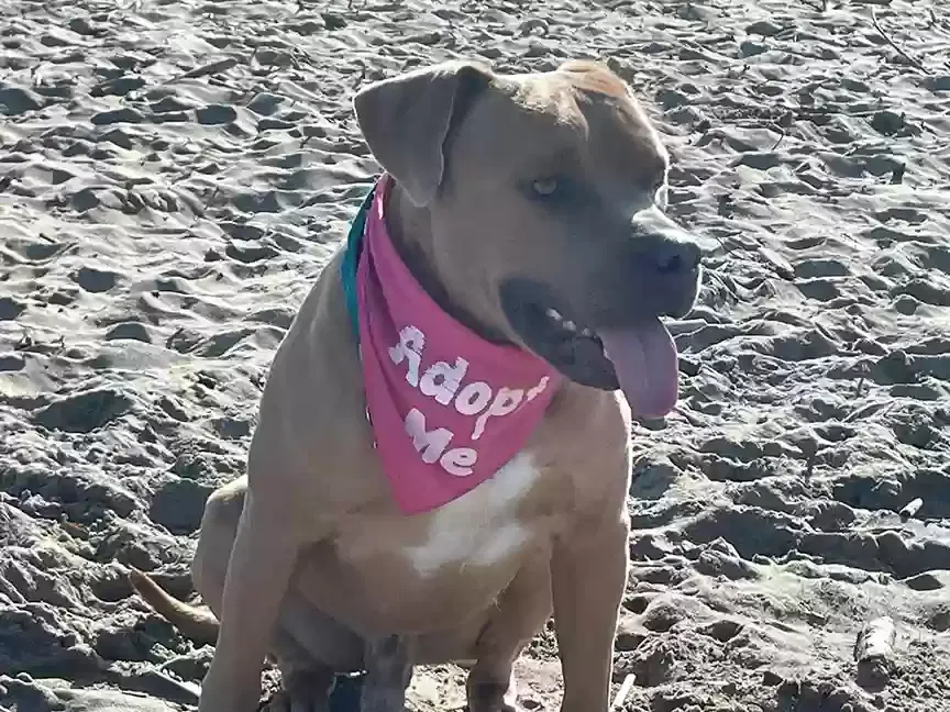 Lost dog in San Francisco, CA, 94115
