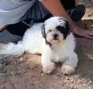 Lost dog in Peoria, AZ, 85381