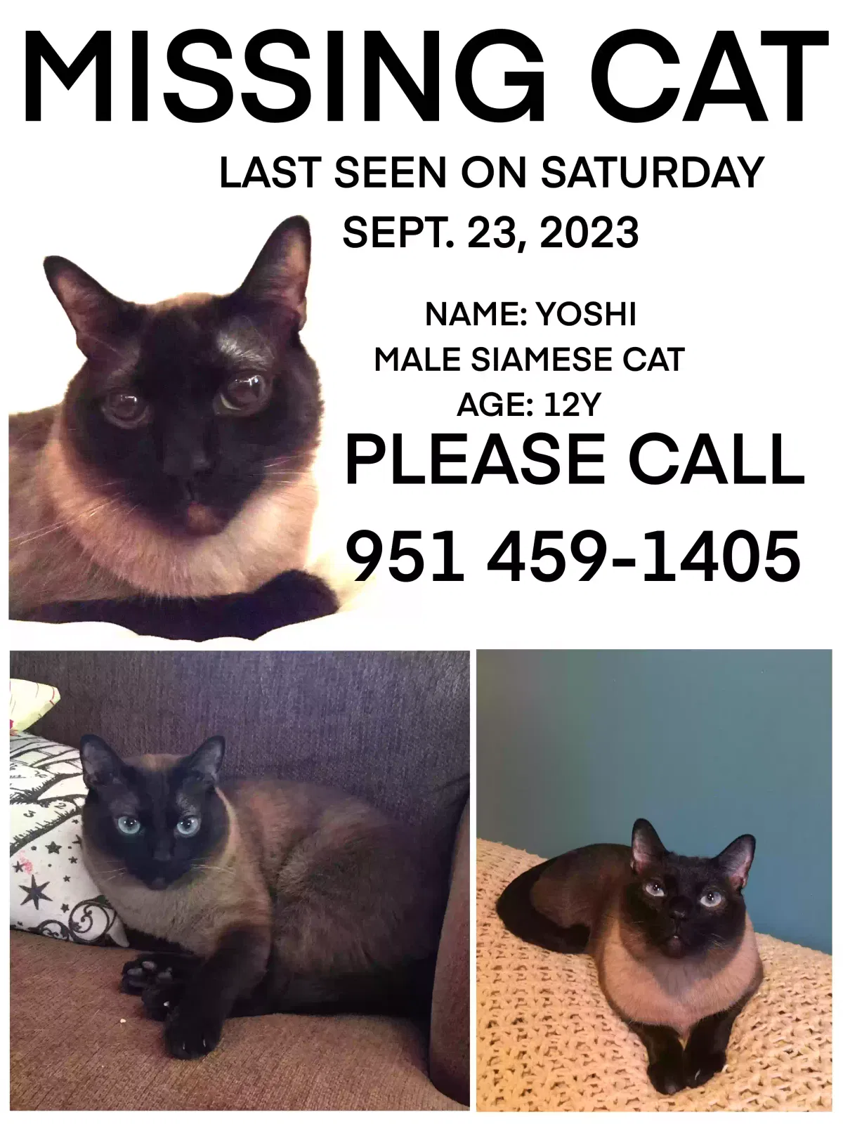 Lost cat in Centralia, WA, 98531